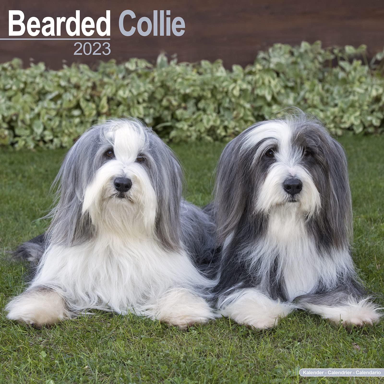 Bearded Collie Calendar 2023 | Square Dog Breed Wall Calendar - 16 Month Calendar – Wall Calendar, 1 Aug. 2022