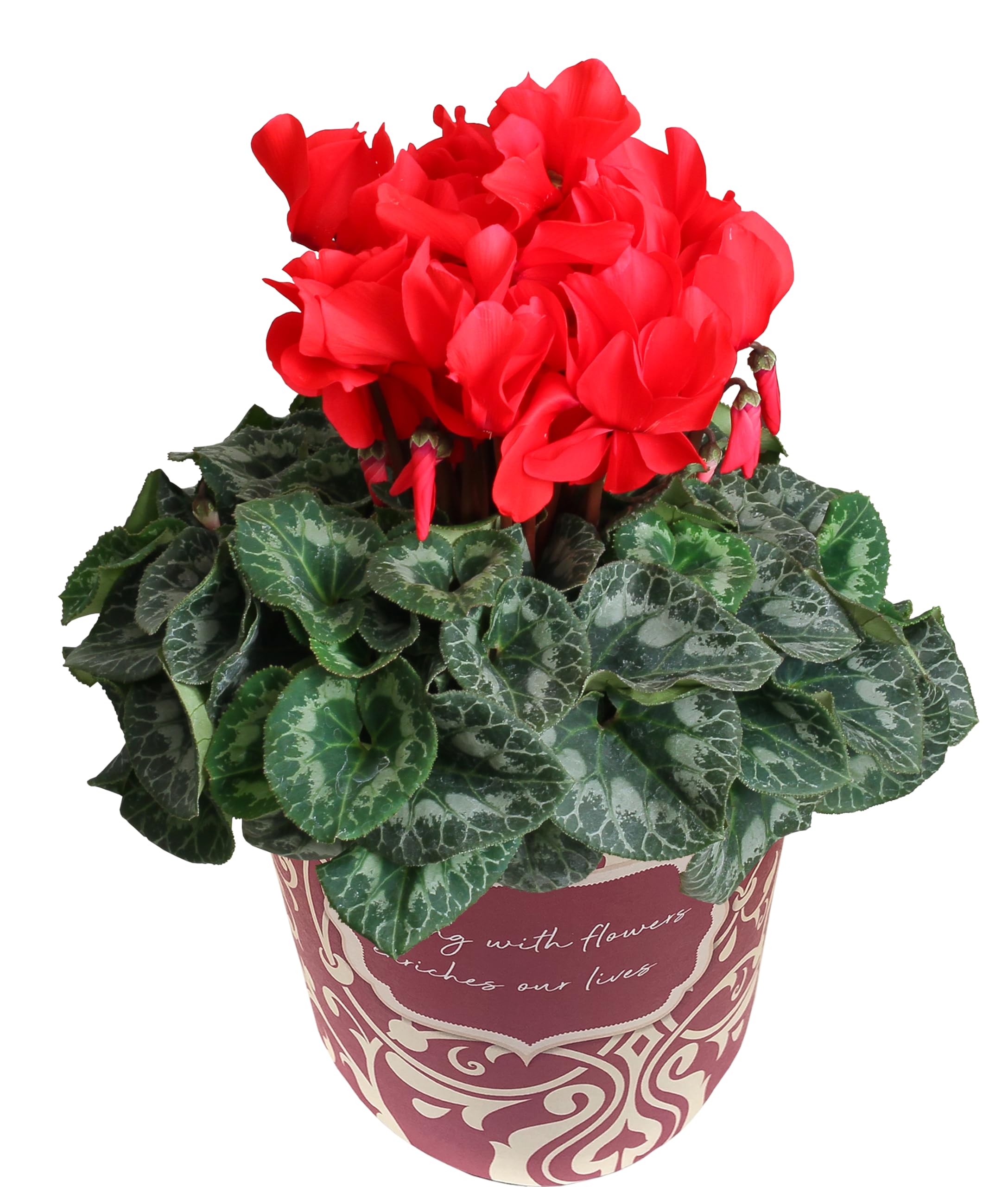 Amazon｜花のギフト社 シクラメン ギフト プレゼント 花 鉢植え 鉢花