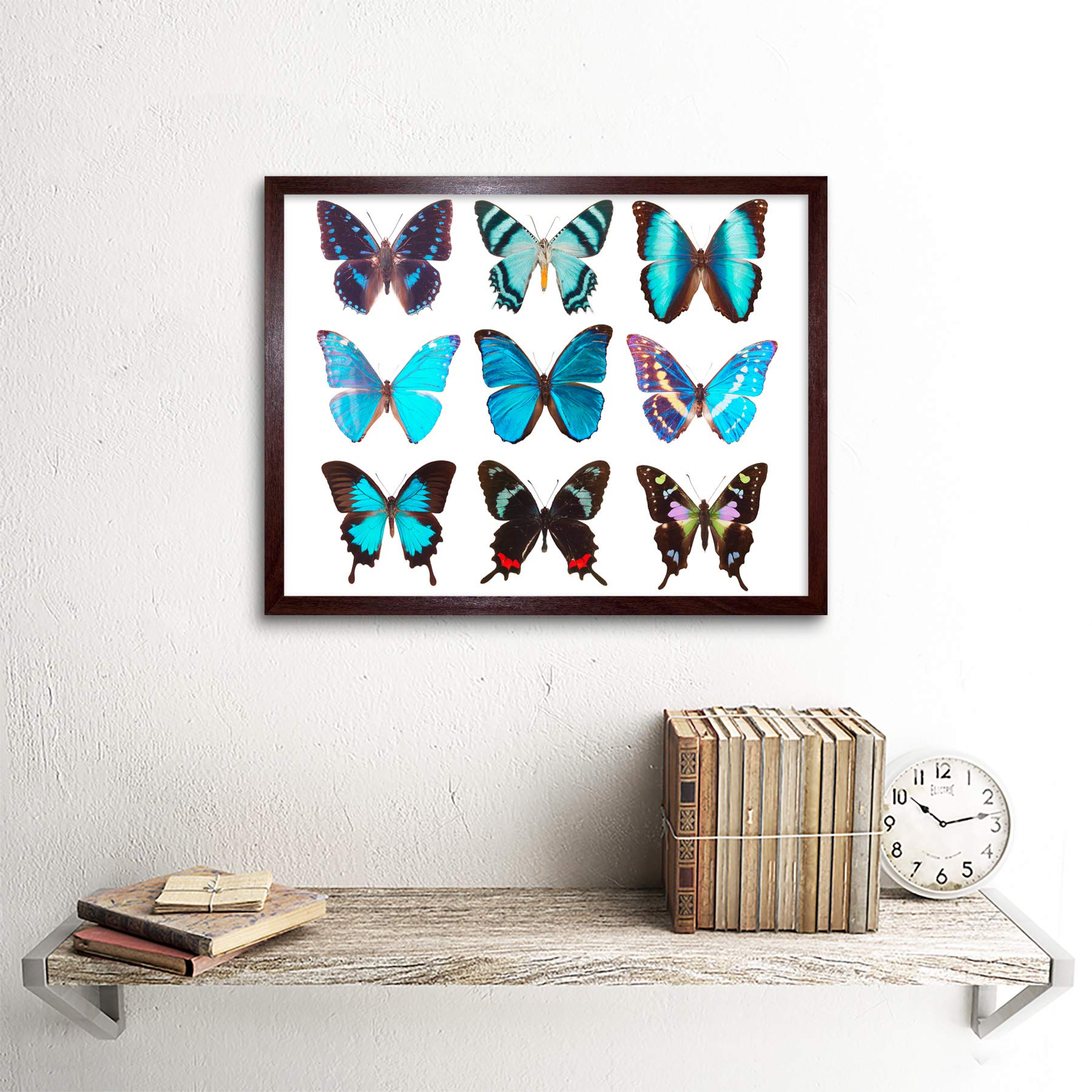 Artery8 Nine Types Butterflies Butterfly Collection Various