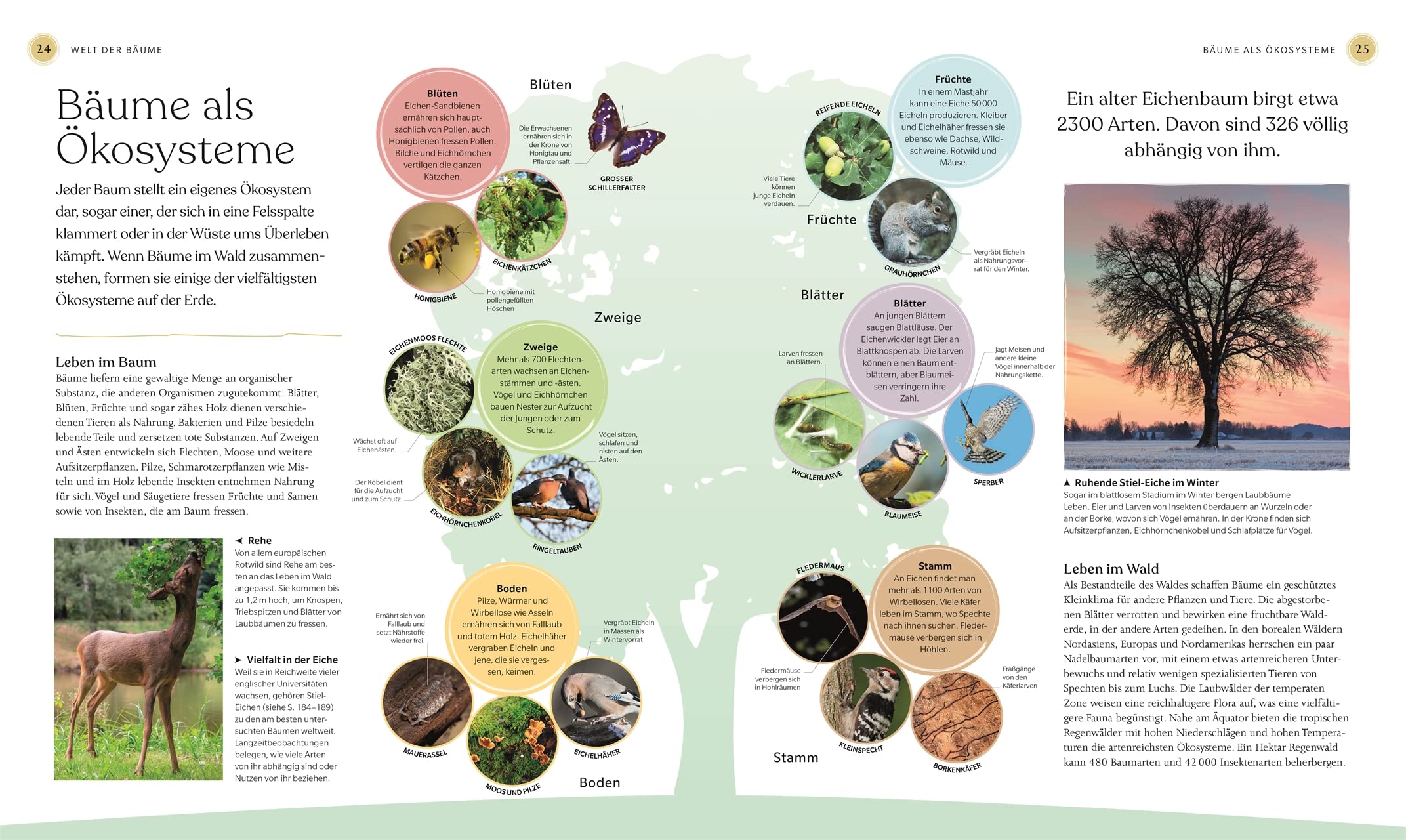 Bäume - Eine Natur- und Kulturgeschichte (DK Faszinierende Welt)