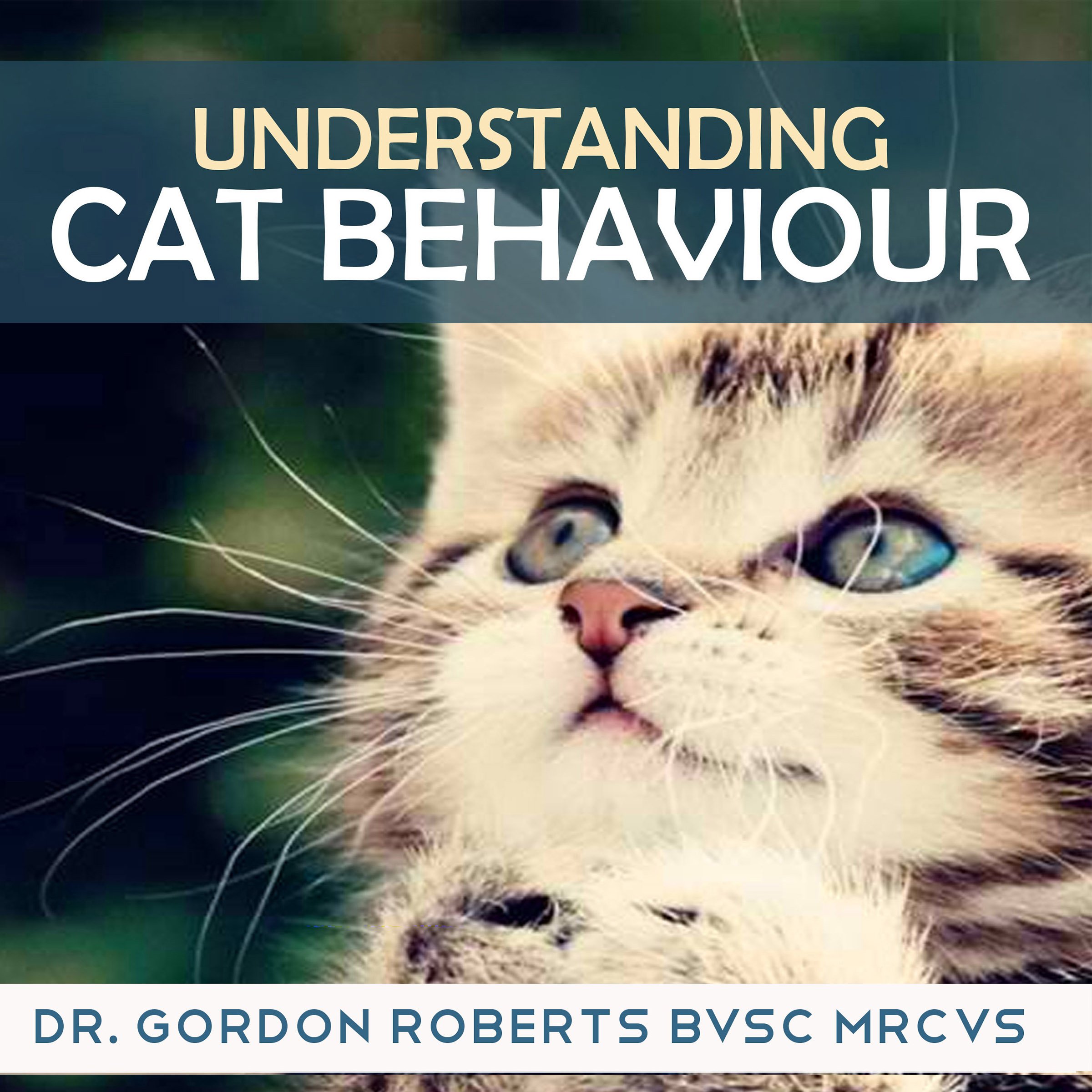 Understanding Cat Behaviour