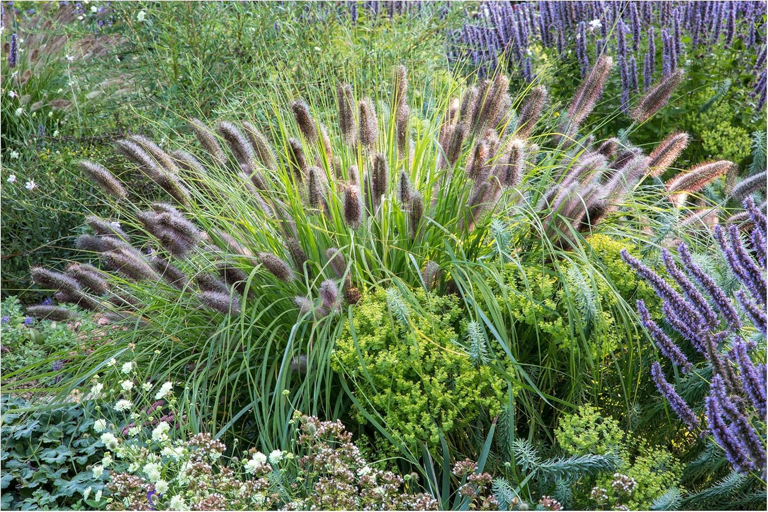 Stauden Gänge 10 x Pennisetum alopecuroides var. viridescens winterhart | Mittelhohes Ziergras für Sonne, Blüte August bis Oktober, mehrjährig, 1 L Topf (11x11 cm)