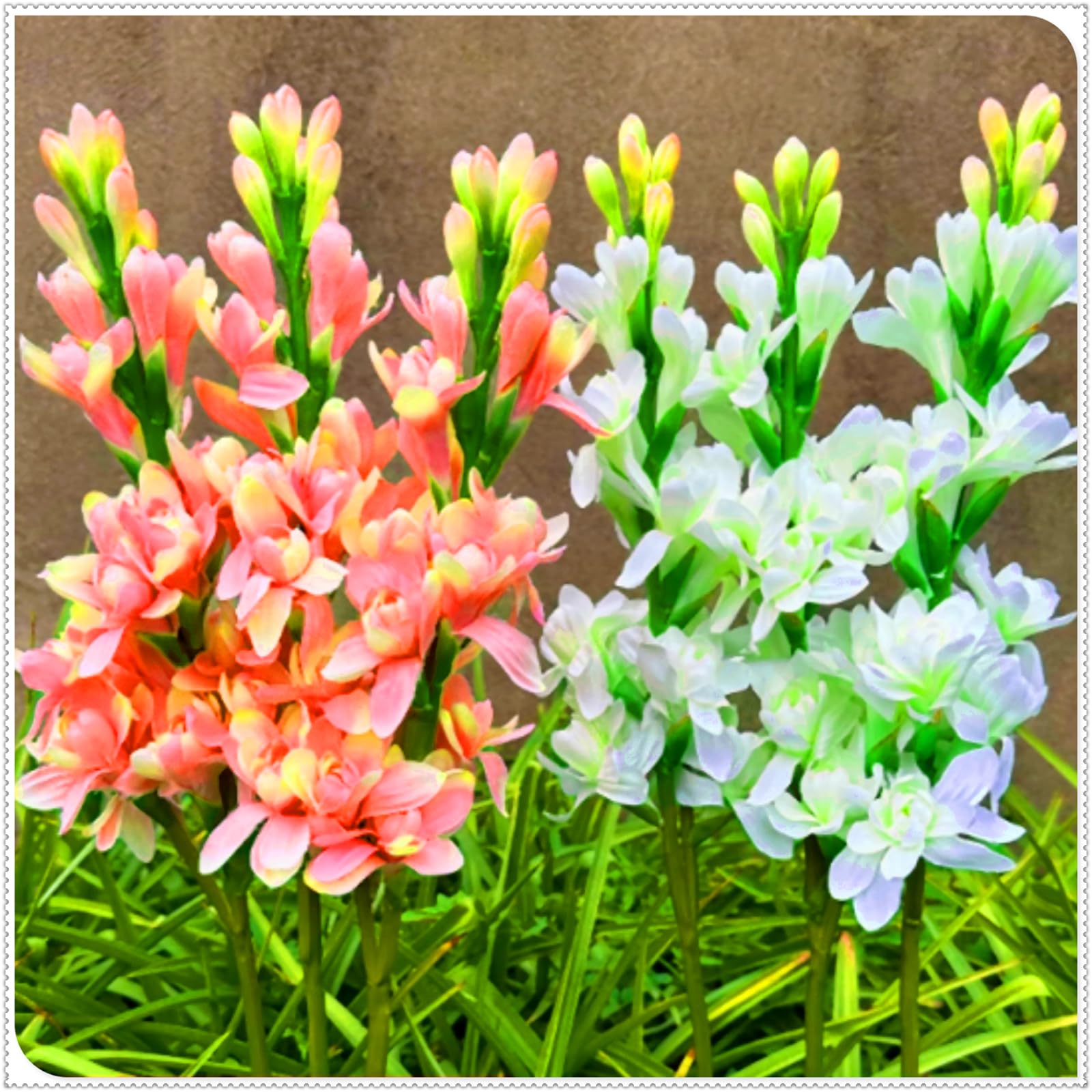 Brilliant Tuberose Bulbs, Hardy Perennial Bulbs, Stunning Garden Displays, Professionally Grown-6 Bulbs-C