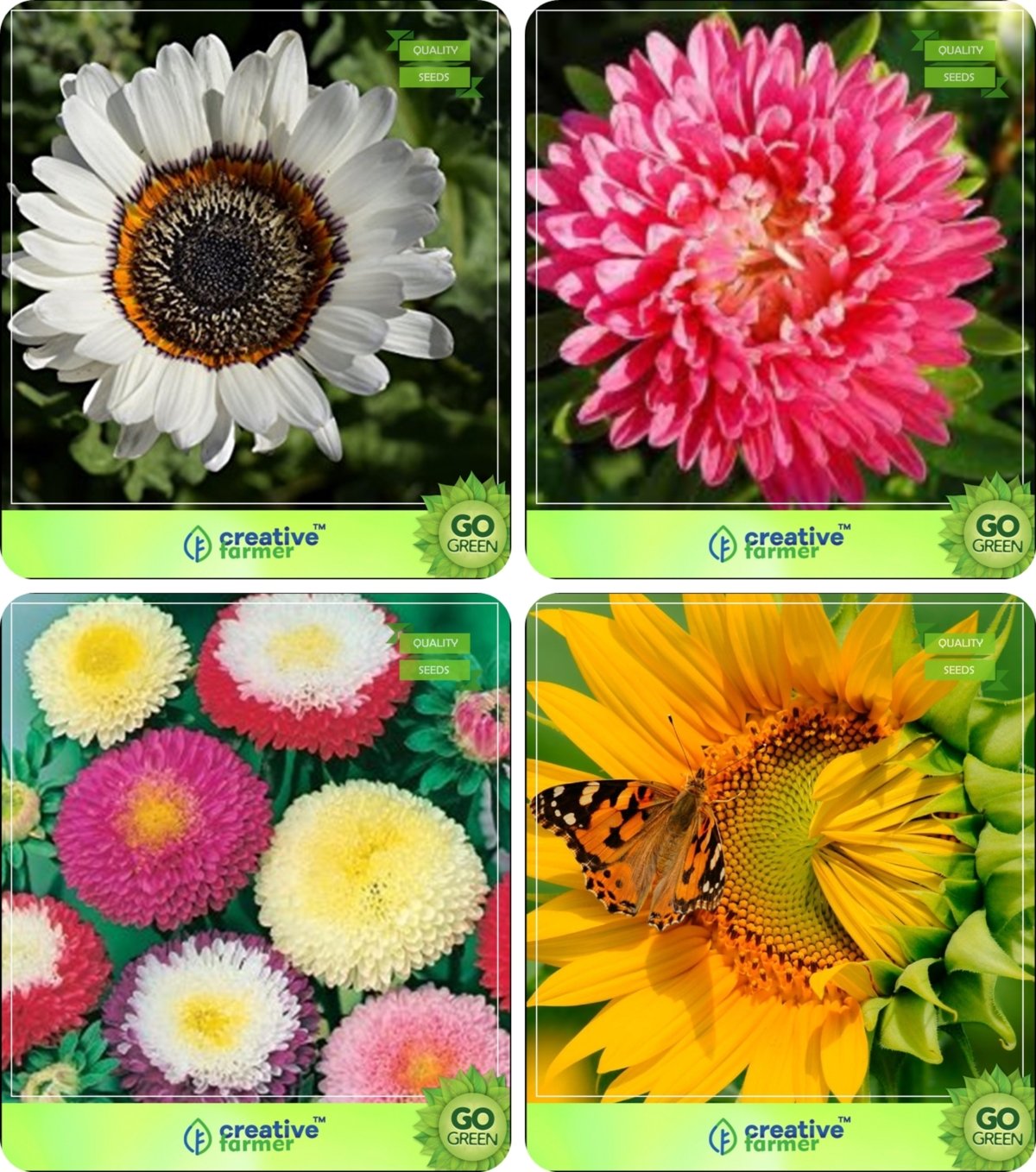 Creative Farmer Flower Seeds : Plants Seeds For Balcony Combo Venidium-White, Aster Pomponent, Aster- Ducess, Sunflower Giant Garden Flower Seeds Pack By CreativeFarmer