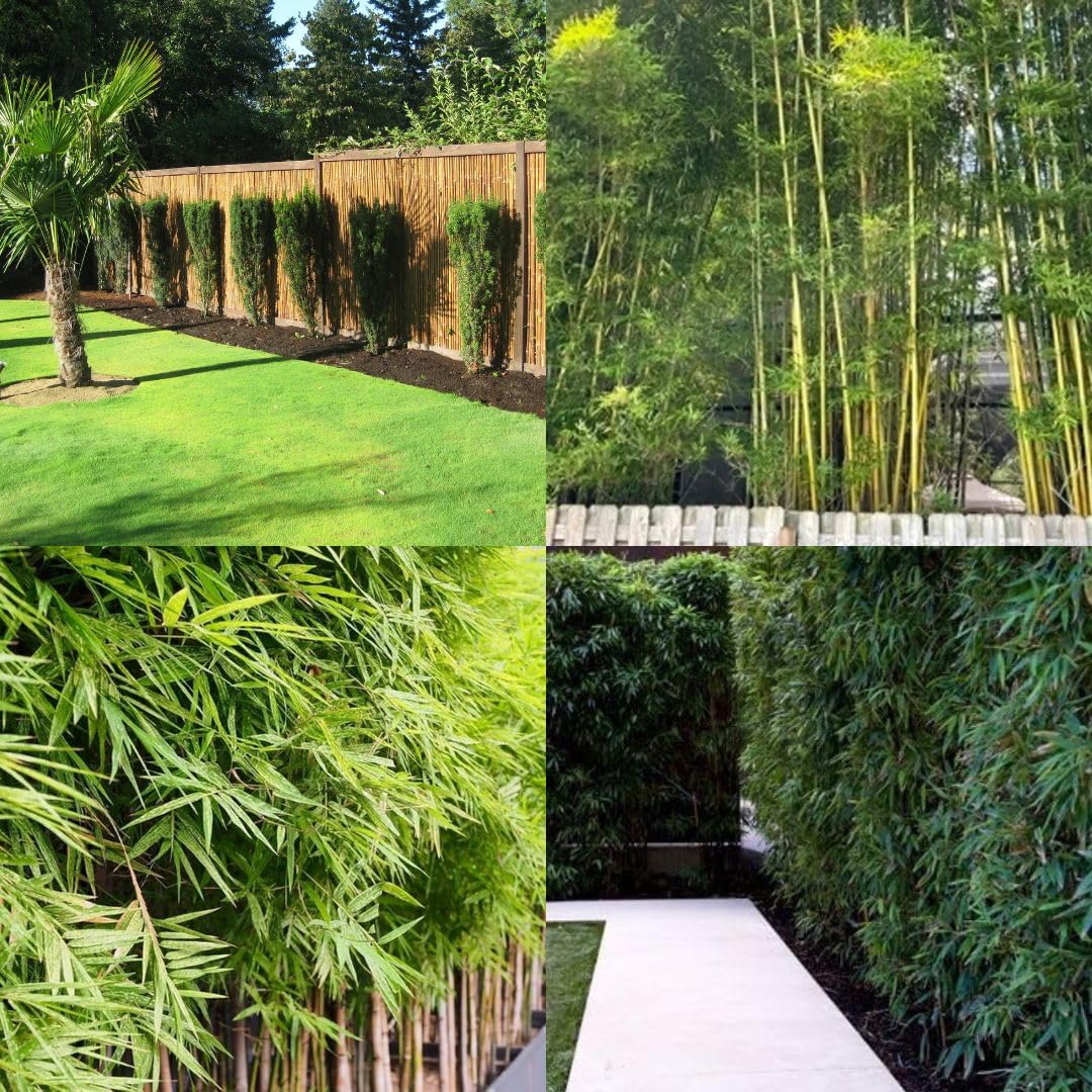 Nutan Bamboo Plant For Garden Fence, Wall fencing boundary bamboo plant || 20+ plants || pack of 1 packet-image-36