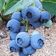Blue Ray Bare Root Blueberry Plant, 3-Year Old Plant - Produces Large and Richly Sweet Berries - from Hand Picked Nursery (1)