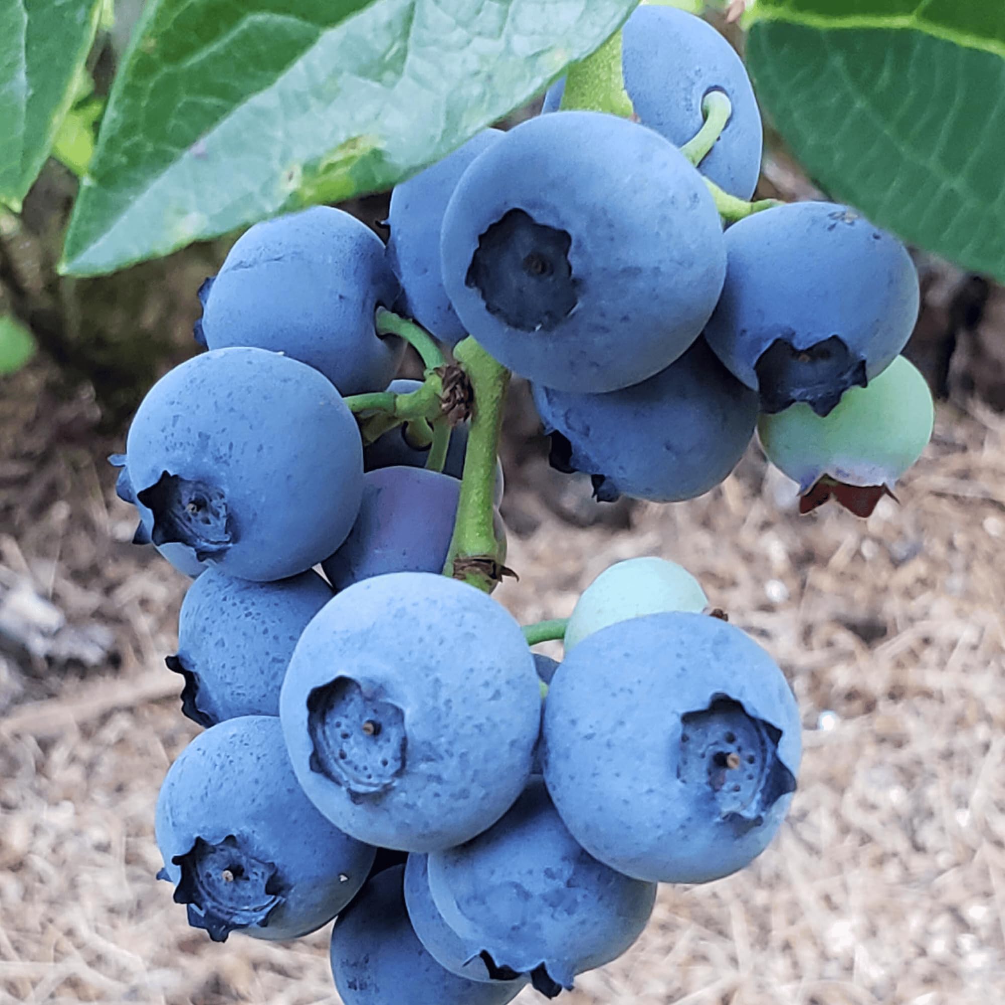 Blue Ray Bare Root Blueberry Plant