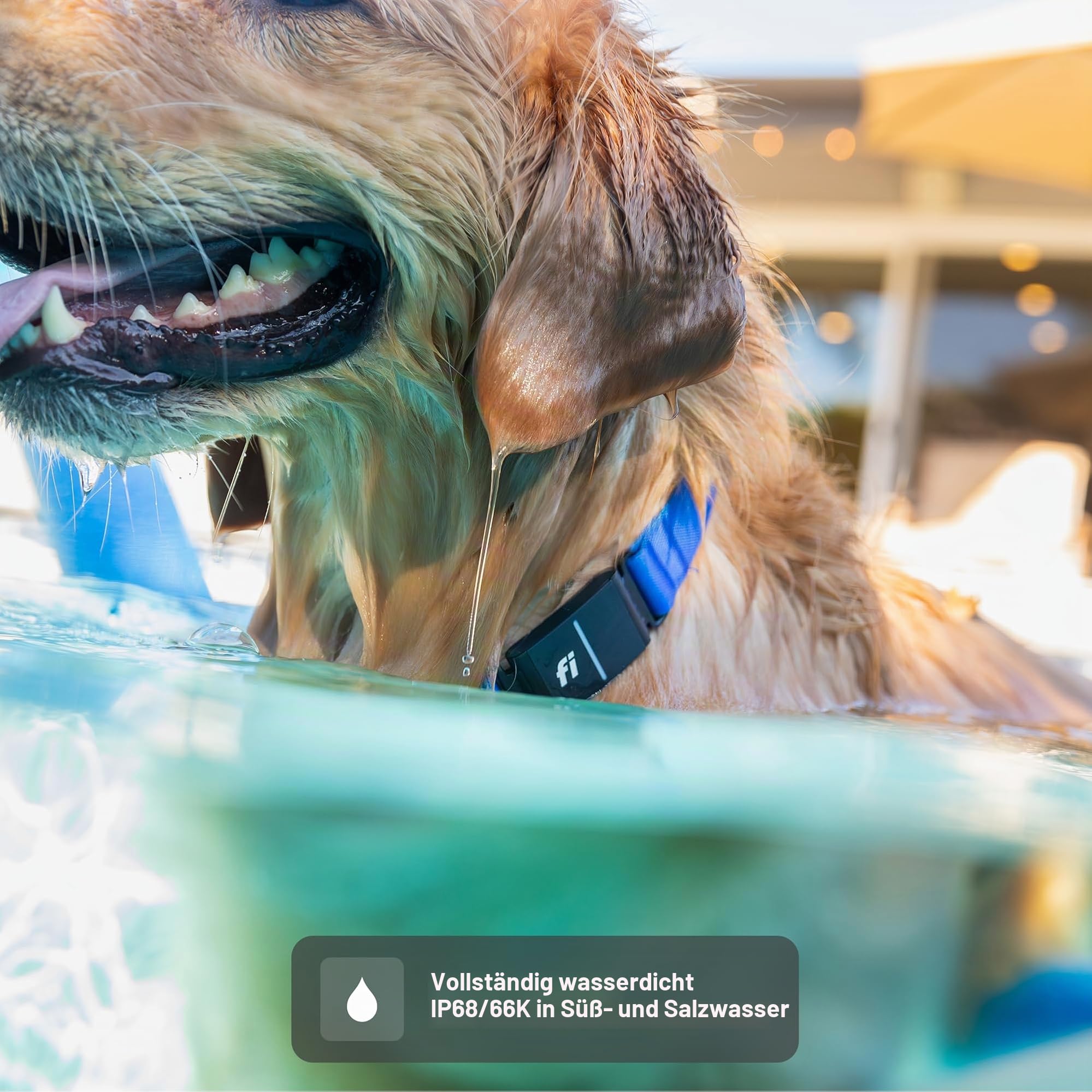 Fi GPS-Hundehalsband und Tracker, Serie 3+, 12-Mo Mitgliedschaft inklusive