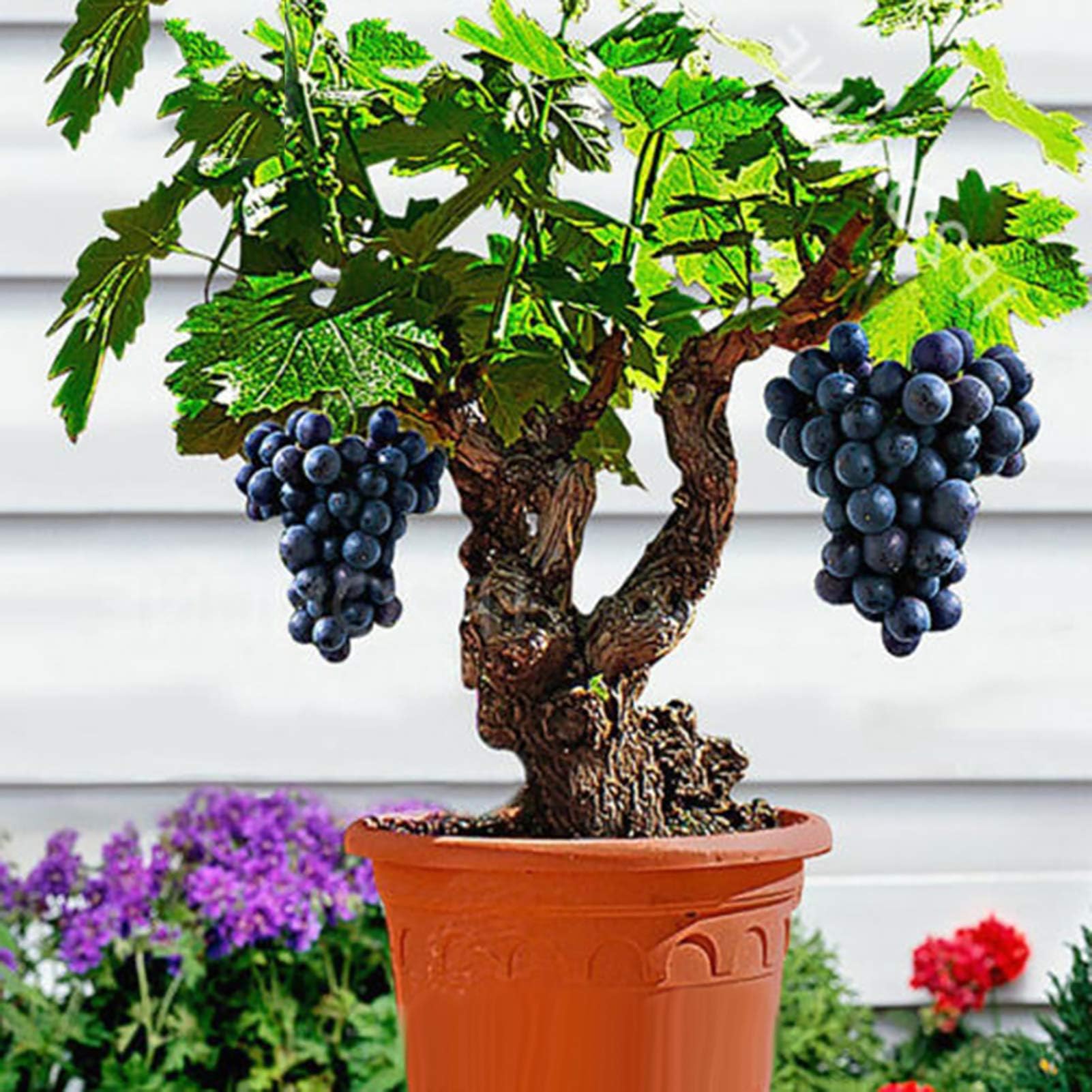 85Pcs Grape Seeds Vine Fruit Seeds Juicy Fruit Plant Dwarf Dark Purple Grape Fruits Tree for Planting Home Garden Plinia Cauliflora Seeds
