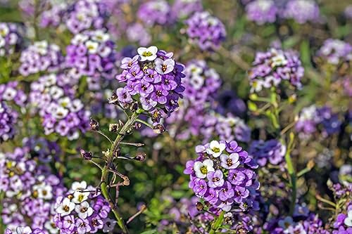 Miniatura 4 de TKE Farms & Gardens - Alyssum Seeds for Planting, Royal Carpet, 1000+ Heirloom Non-GMO Flower Seeds, Perfect for Gardens, Borders, Containers, and