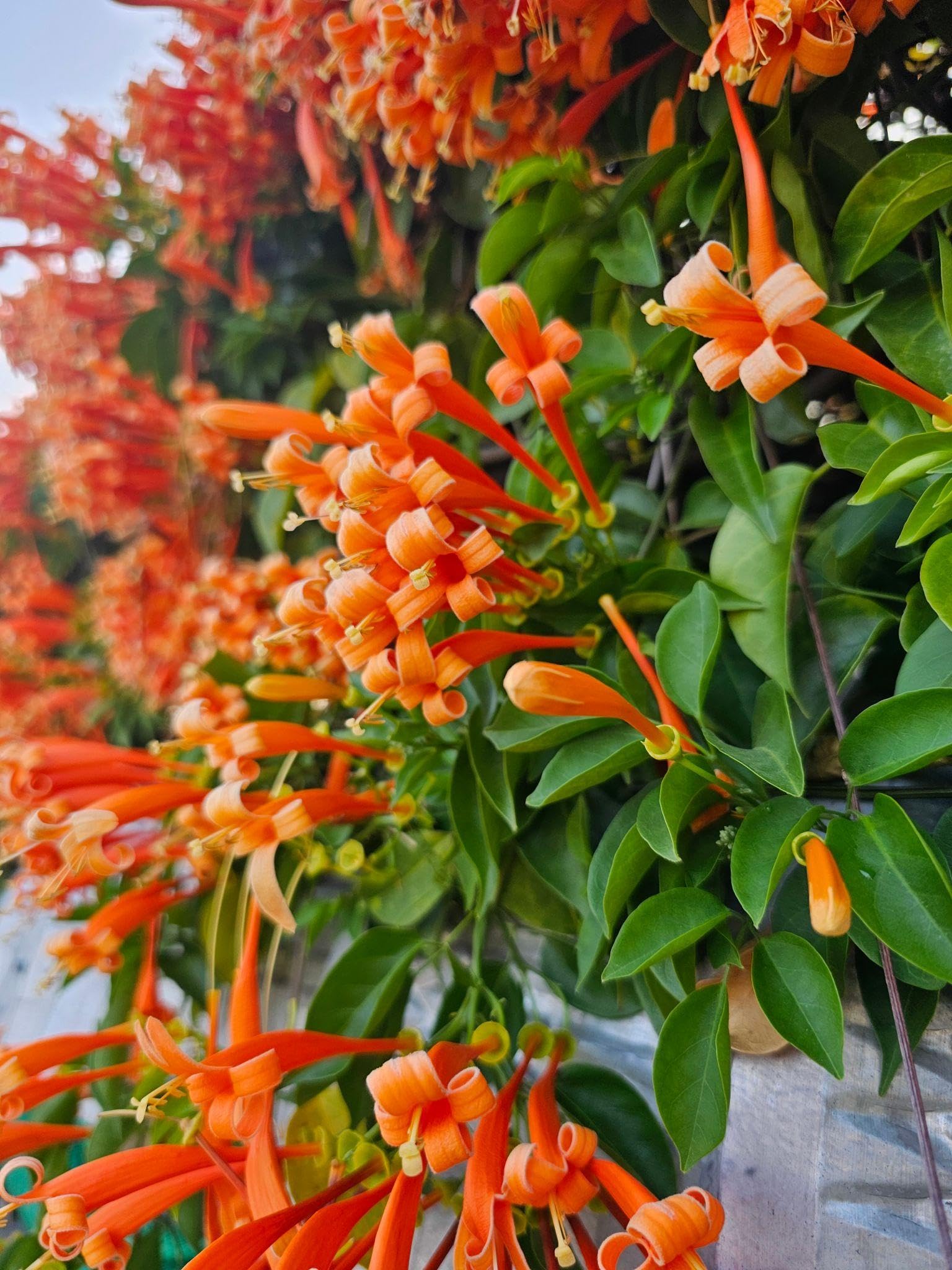BEST CURTAIN LOOKS Double Petal Flame Vine Live Rare Plant | Exotic Orange Flowering Climber | Fast Growing Decorative Vine for Growing Plants | PACK OF 1 HEALTHY POTTED PALNT-image-25