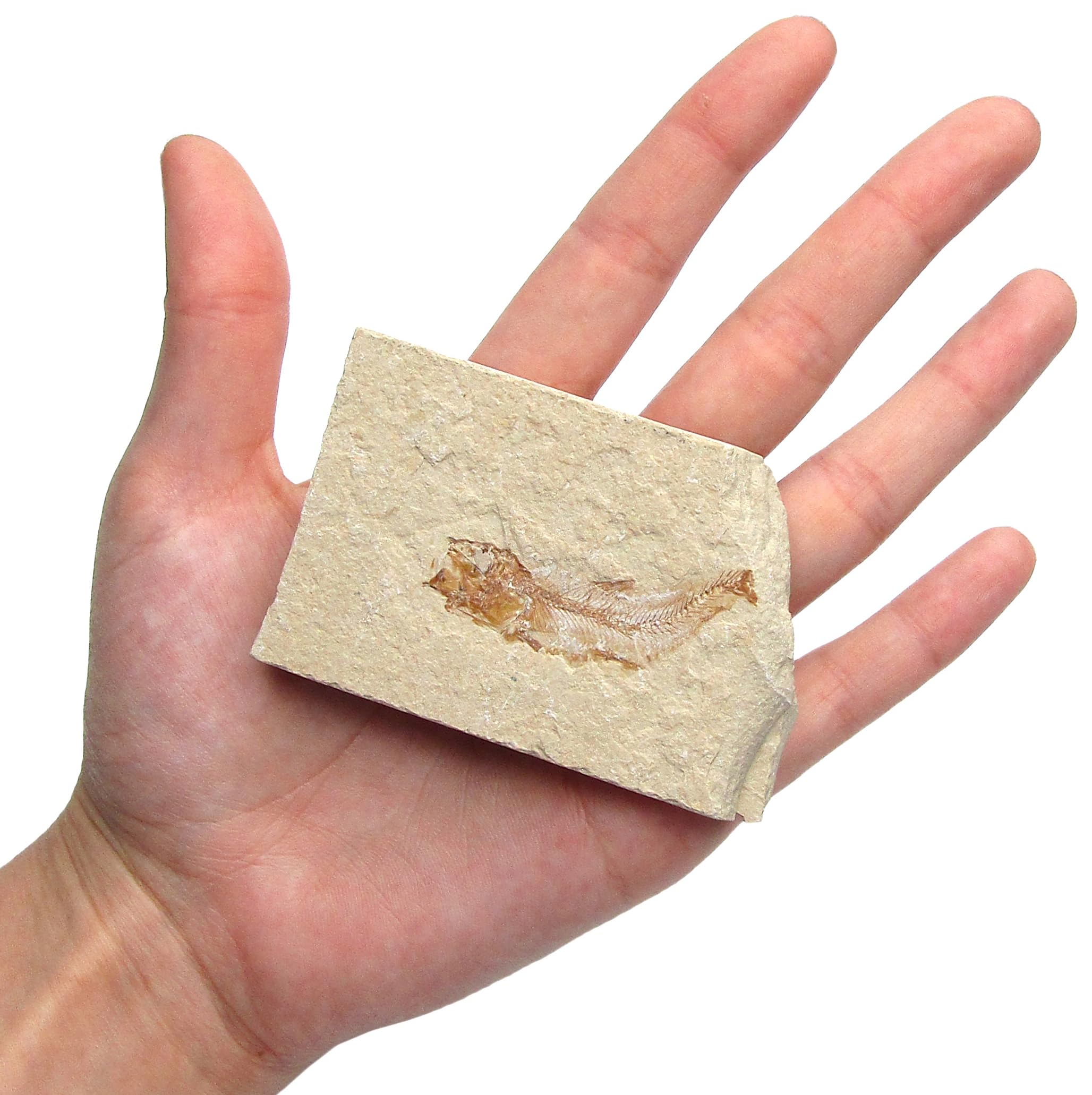 BicBugs Fish FOSSIL upper cretaceous 94 MILLION years old Hjoula Lebanon