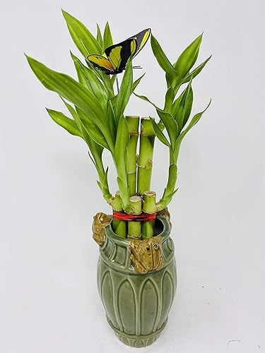 Five Style Lucky Bamboo - Olla de cerámica de rana de 6 pulgadas -JMBamboo
