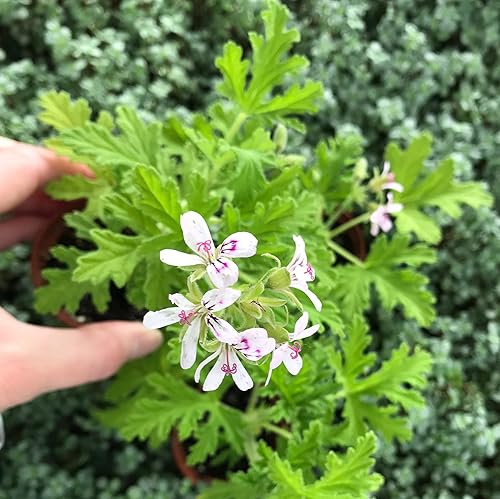 Miniatura 4 de CHUXAY GARDEN 300 semillas de pelargonio citronella semillas de geranio perfumadas citronela geranio perenne planta de hierbas perennes con fuerte