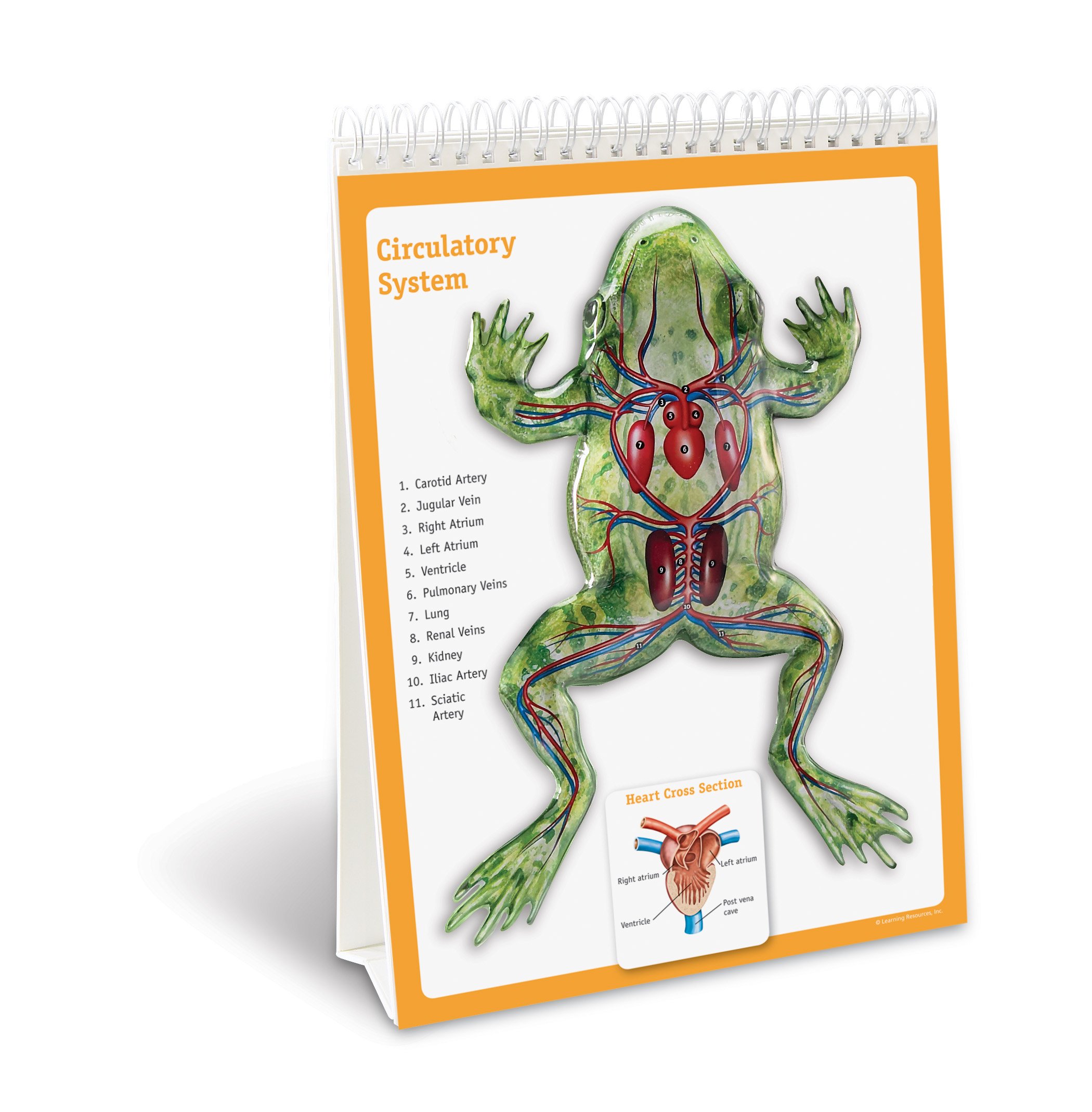 Learning Resources - Materiał edukacyjny dla dzieci (Globalgifts LER5940)