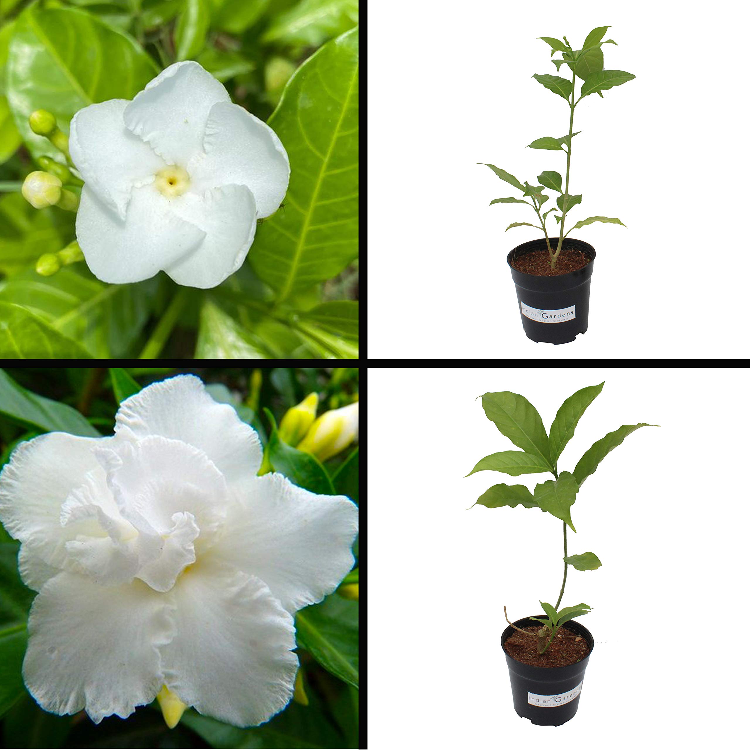 See full amazon price history chart for Indian Gardens - Nanthiyavattai Double and Nanthiyavattai Moon Jasmine Plant/Indoor/Outdoor Plant with Pot Indian Gardens - Nanthiyavattai Double and Nanthiyavattai Moon Jasmine Plant/Indoor/Outdoor Plant with Pot (B08QM8VYYR) Amazon Price History, Amazon Price Tracker
