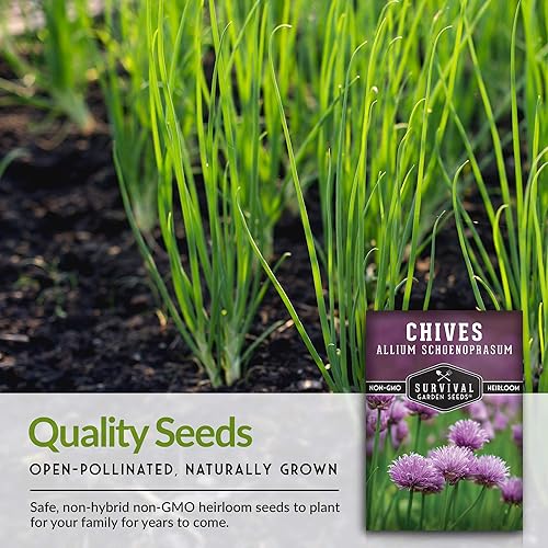 Miniatura 7 de 1 paquete de semillas de cebollino comunes para plantar con instrucciones para cultivar deliciosas hierbas perennes en el huerto de tu hogar,