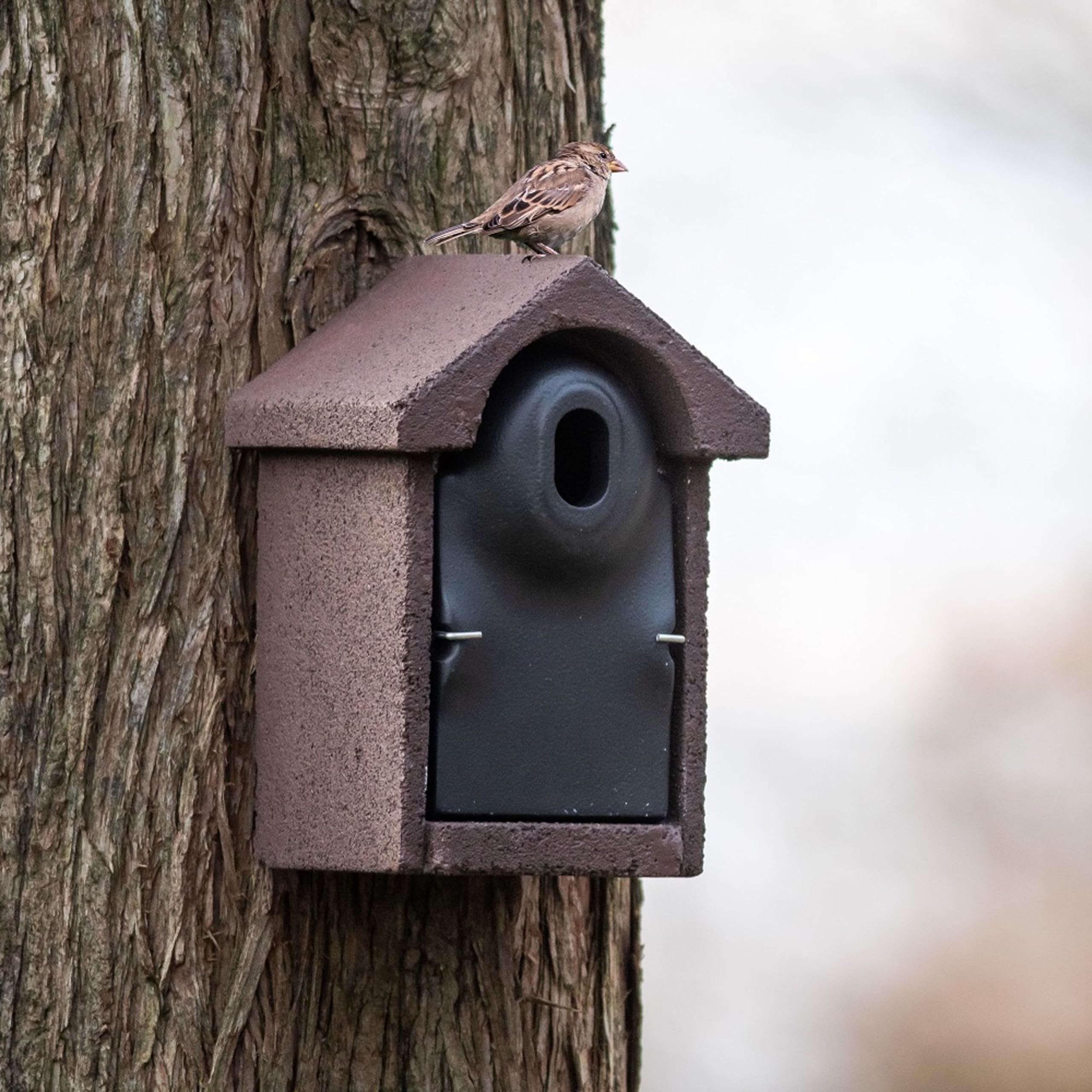 CJ Wildlife Nistkasten – Vogelnistkasten für draußen Wetterfest – Woodstone® 32 mm Oval-Einflugloch – Langlebig und Räuberschutz – Für Meisen, Kleiber, Feldsperlinge