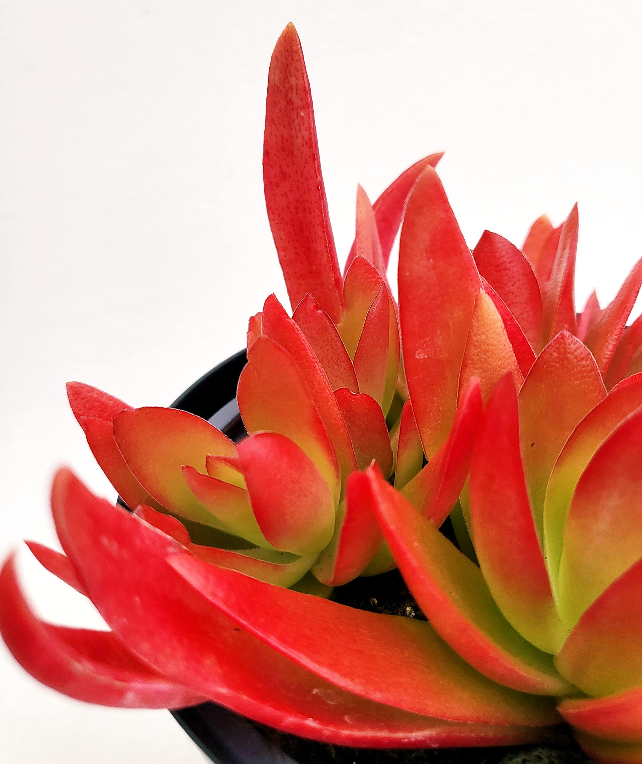 POWERS TO FLOWERS - PIANTA GRASSA, ECHEVERIA ROSSA NATURALE "VULCANO" VASO 11CM DIAMETRO, 6 PIANTE, piante vere