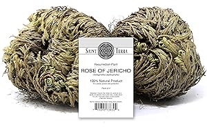 Rose of Jericho: A Resilient Plant for Your Home