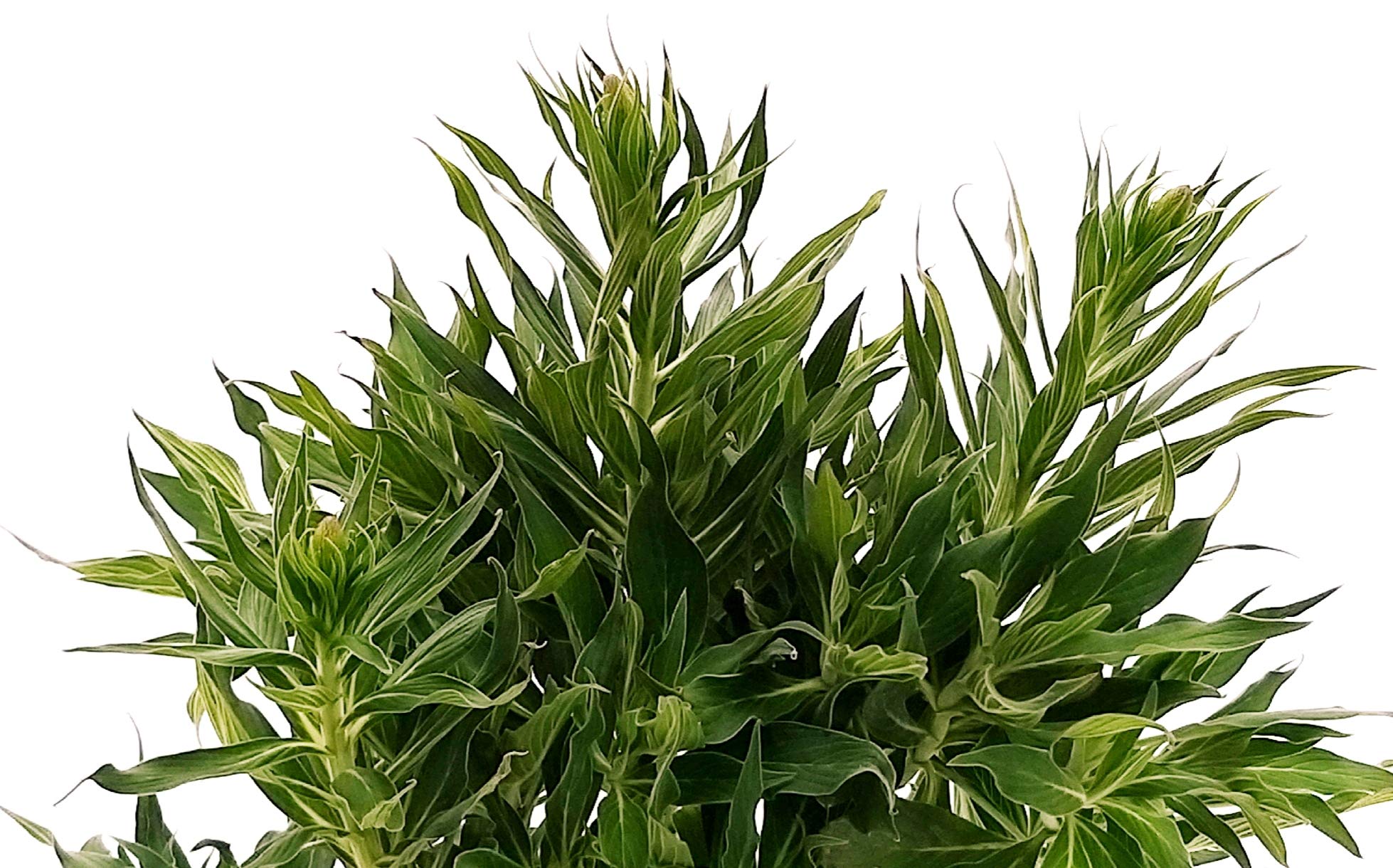 POWERS TO FLOWERS - ECHIUM FASTUOSUM, ORGOGLIO DI MADEIRA, vaso 19cm diametro, pianta vera