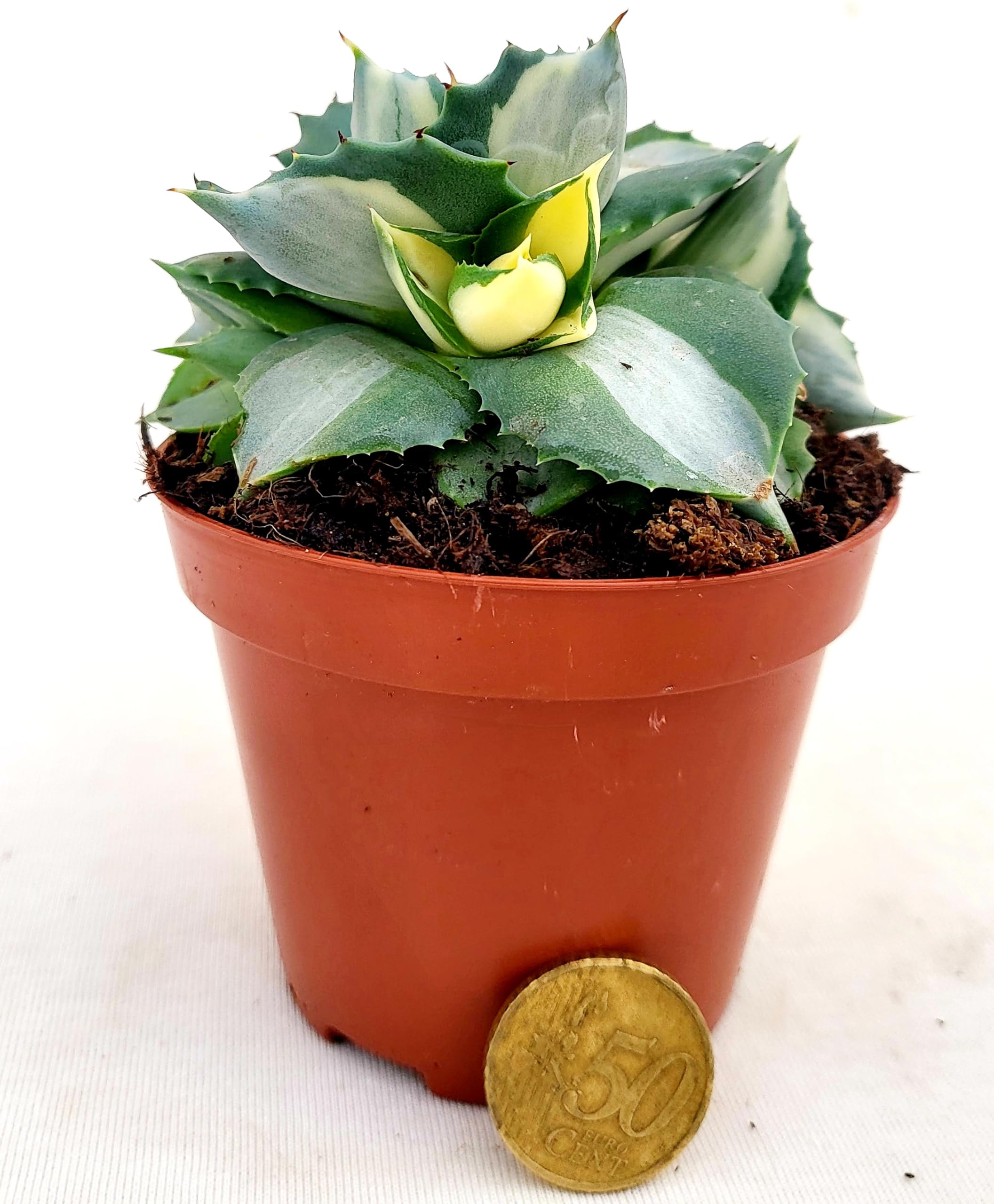POWERS TO FLOWERS - AGAVE SHOJI RAIJIN VARIEGATA, 10CM DIAMETRO, pianta vera