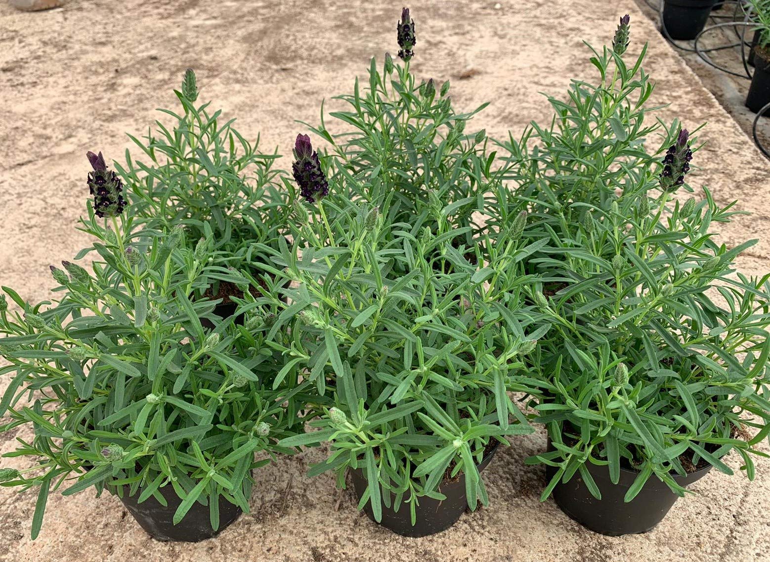Lavanda Planta Natural - Pack Planta Aromática - Planta Natural- Planta Viva - Maceta 13/15 cm ø (Lavandula Stoechas) (Pack 6 plantas)
