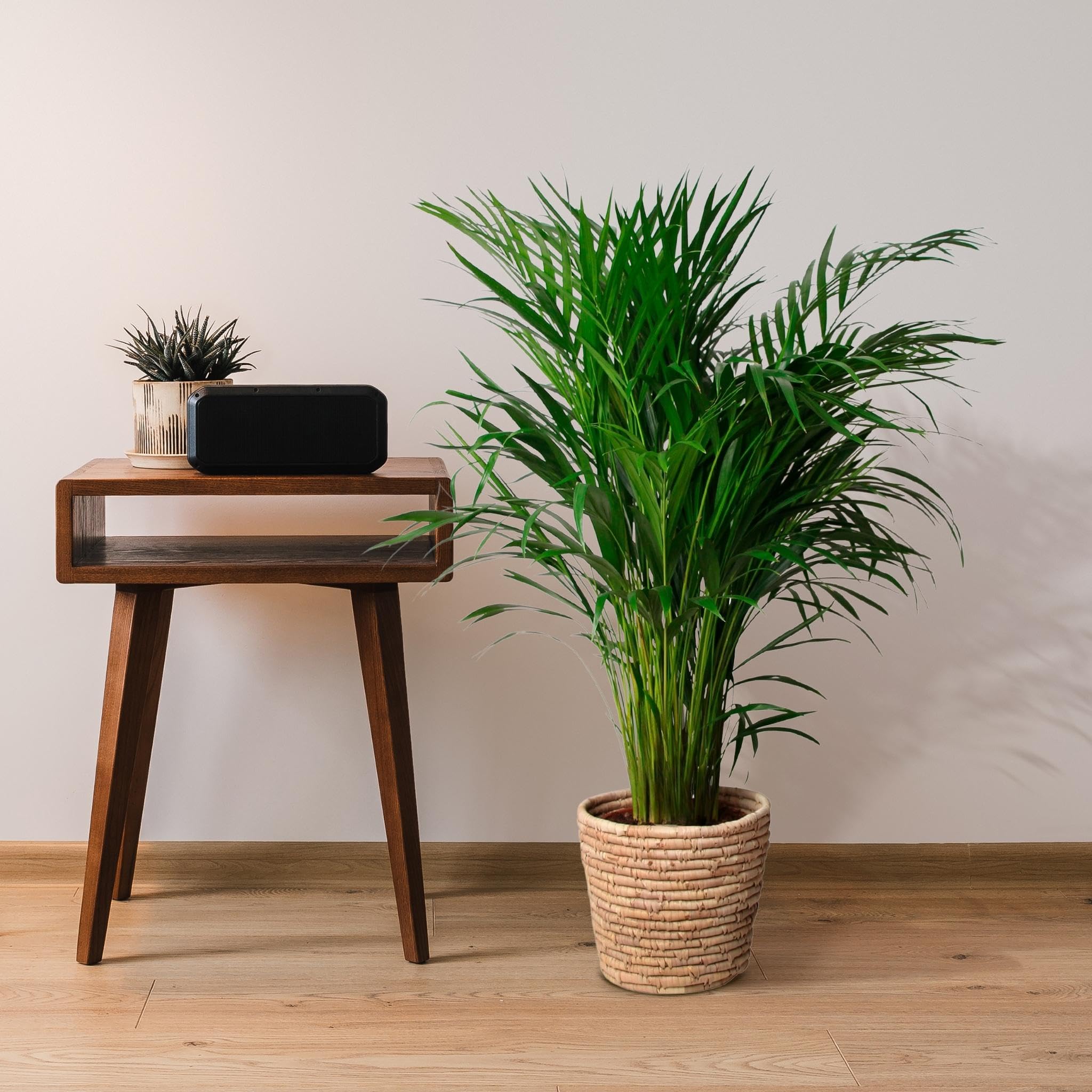 De Areca Goudpalm als hydroplant kopen
