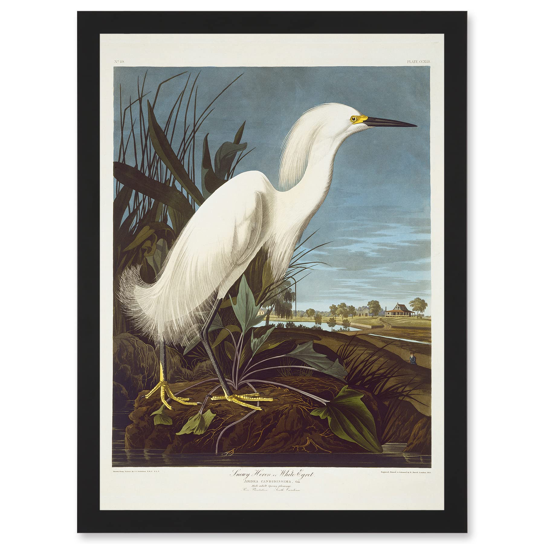 Artery8 Painting Bird Audubon Snowy Heron Egret Artwork Framed Wall Art Print A4