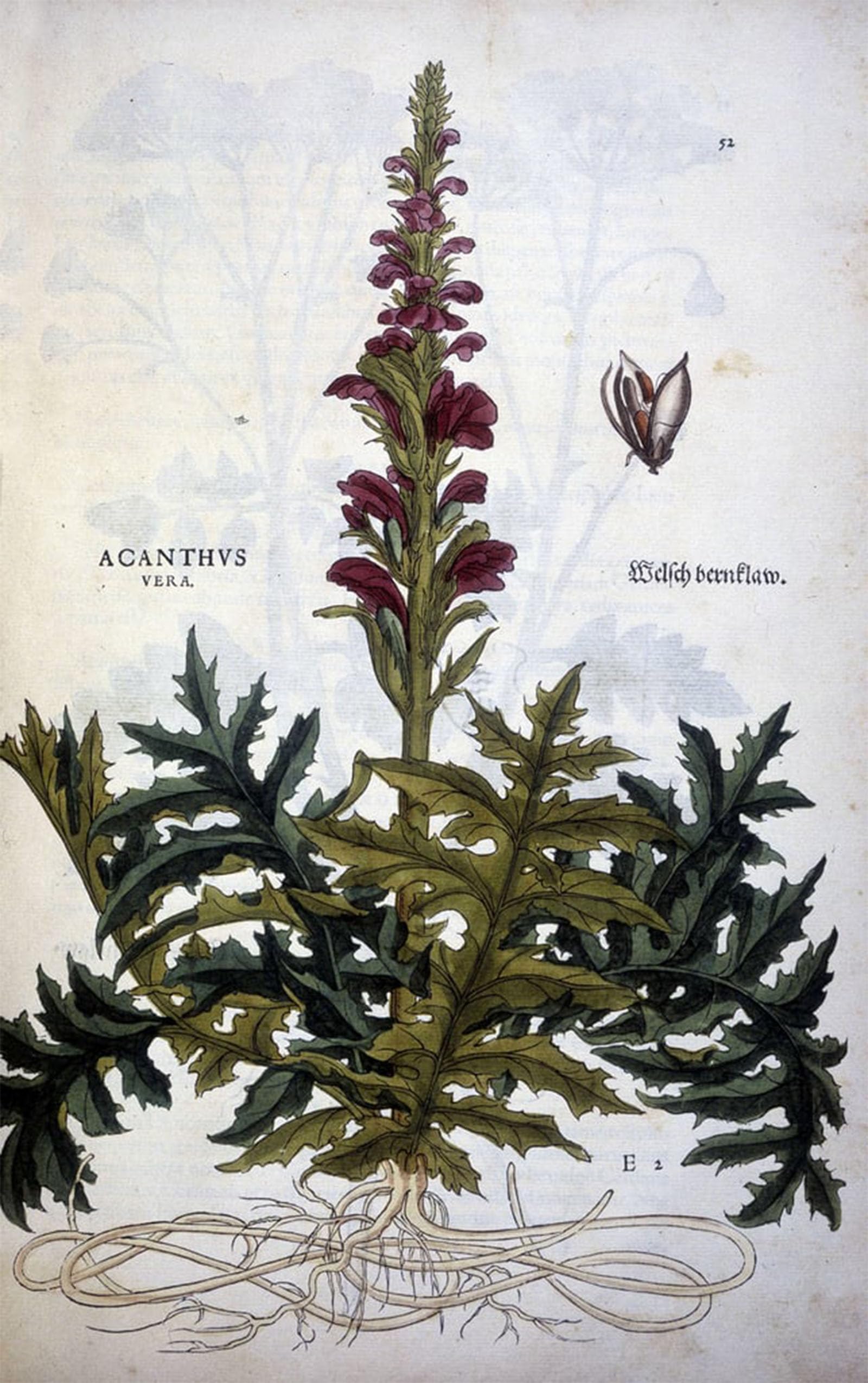 POSTERIIk Vintage Classic Picture Landscape Artwork Botanical Plate Acanthus by Leonhard Fuchs Portrait Canvas Painting for Office Home Decor 60x90cm