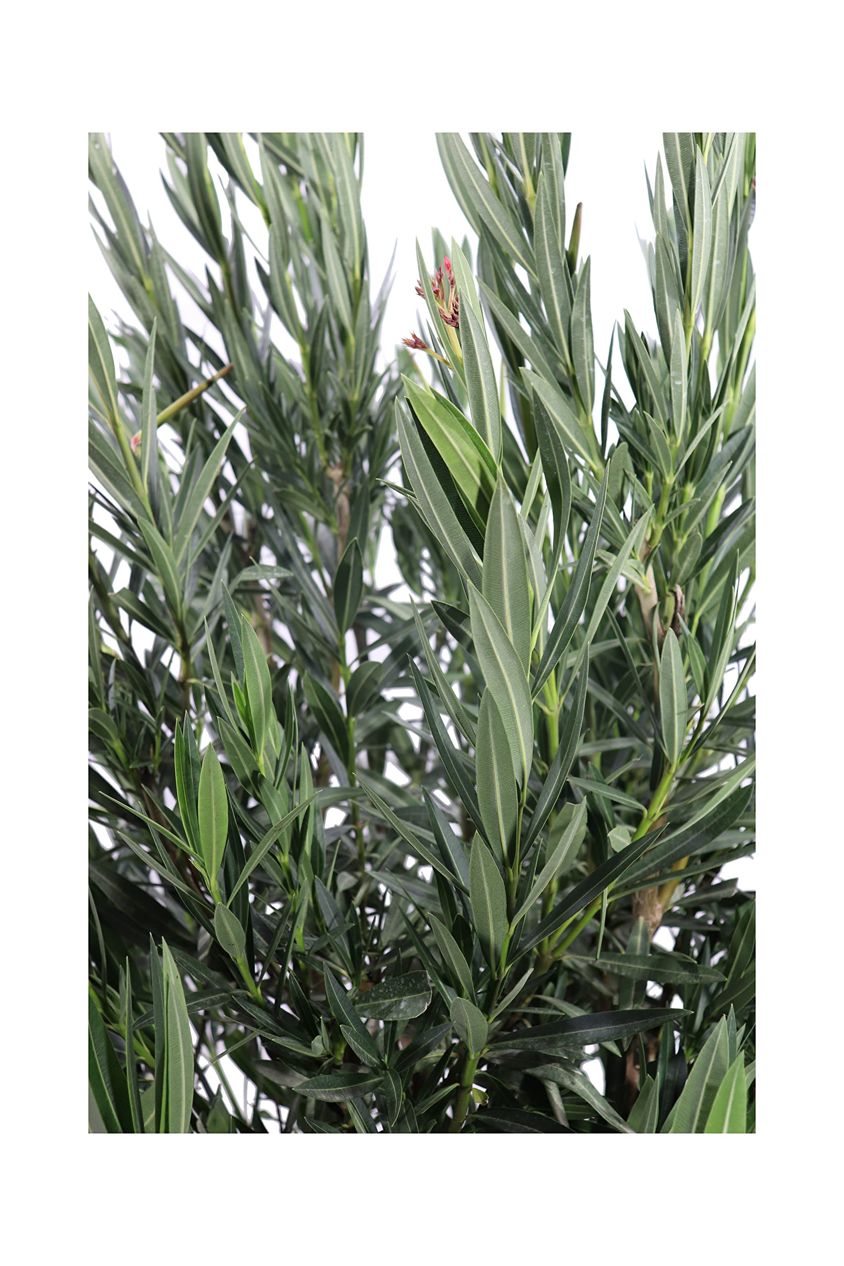 Pianta di Oleandro Pianta di Nerium Oleander pianta da esterno pianta da giardino pianta da fiore pianta ornamentale di Oleandro pianta vera venduta da eGarden.store (Angiolo Pucci v.40 cm)