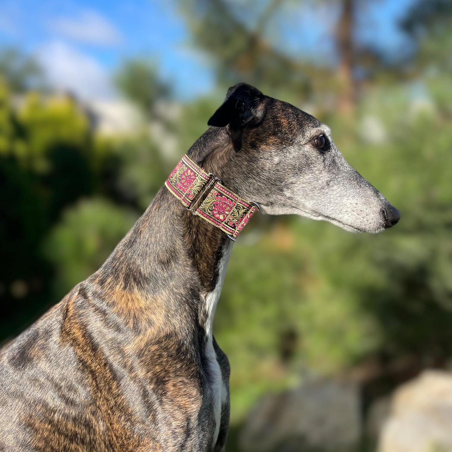 Martingale Dog Collar for Greyhound Saluki Whippet and Other Breeds with Similar Neck 2" Wide (L 14"-18")
