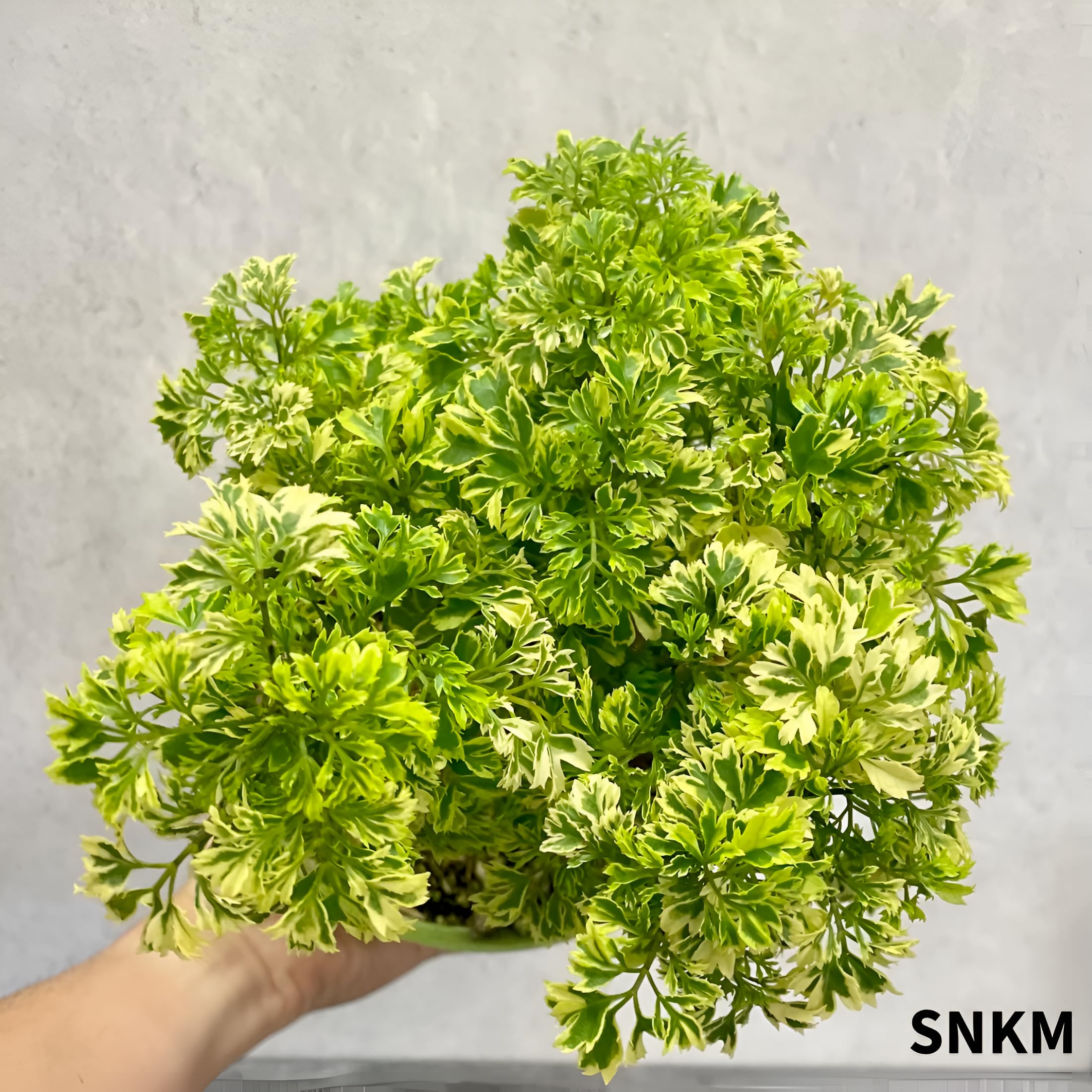 SNKM Aralia Indoor & Outdoor Air Purifying Healthy Live Plant For Office, Table Top, Home Decor (Medium Size, Pack of 1) 4