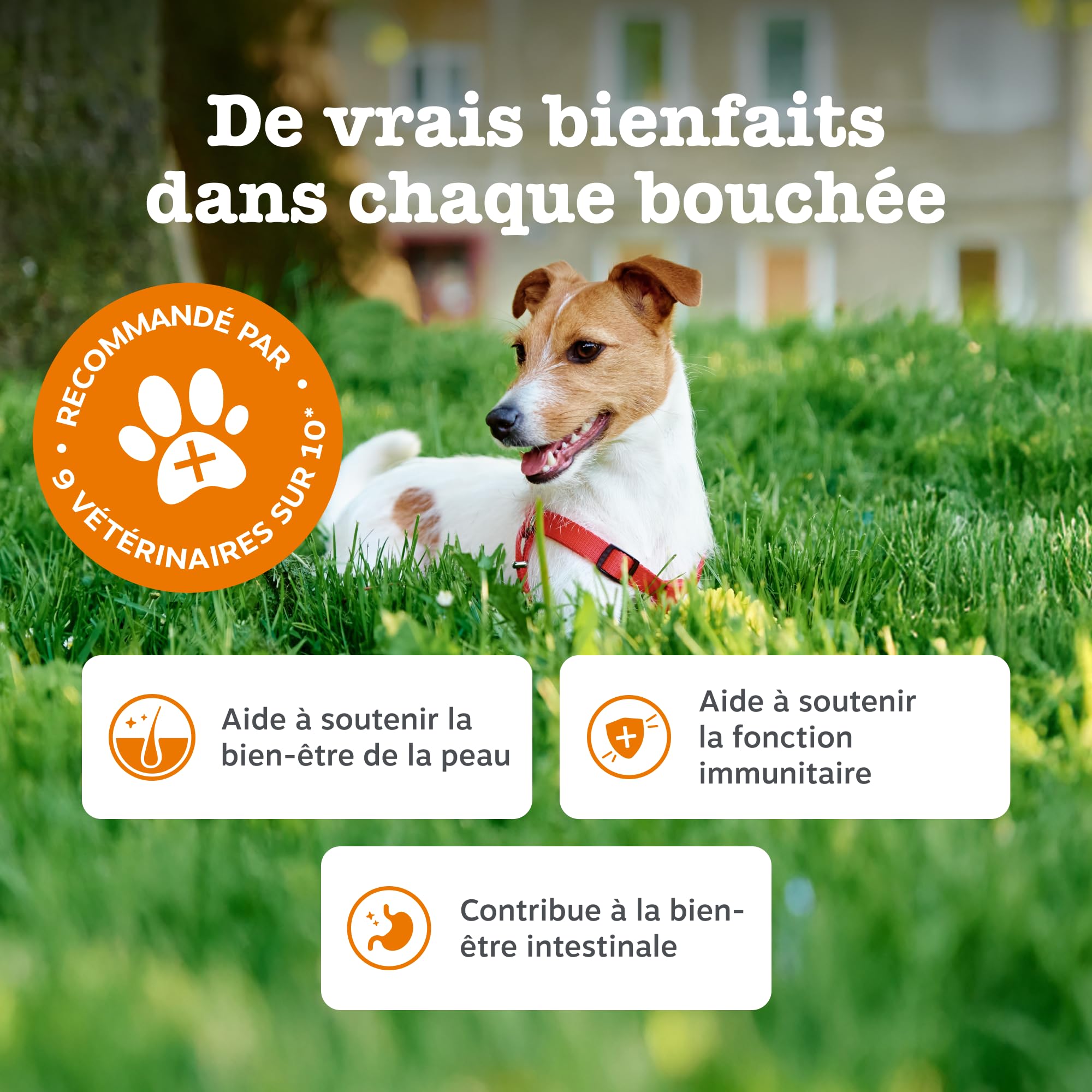 Zesty Paws Bouchées Aller-Immune Chien | Soutien Immunitaire, Soin de la Peau | Peau Sèche et Démangeaisons | Huile de Saumon, Postbiotiques, Probiotiques| Usage Quotidien | 90 Bouchées