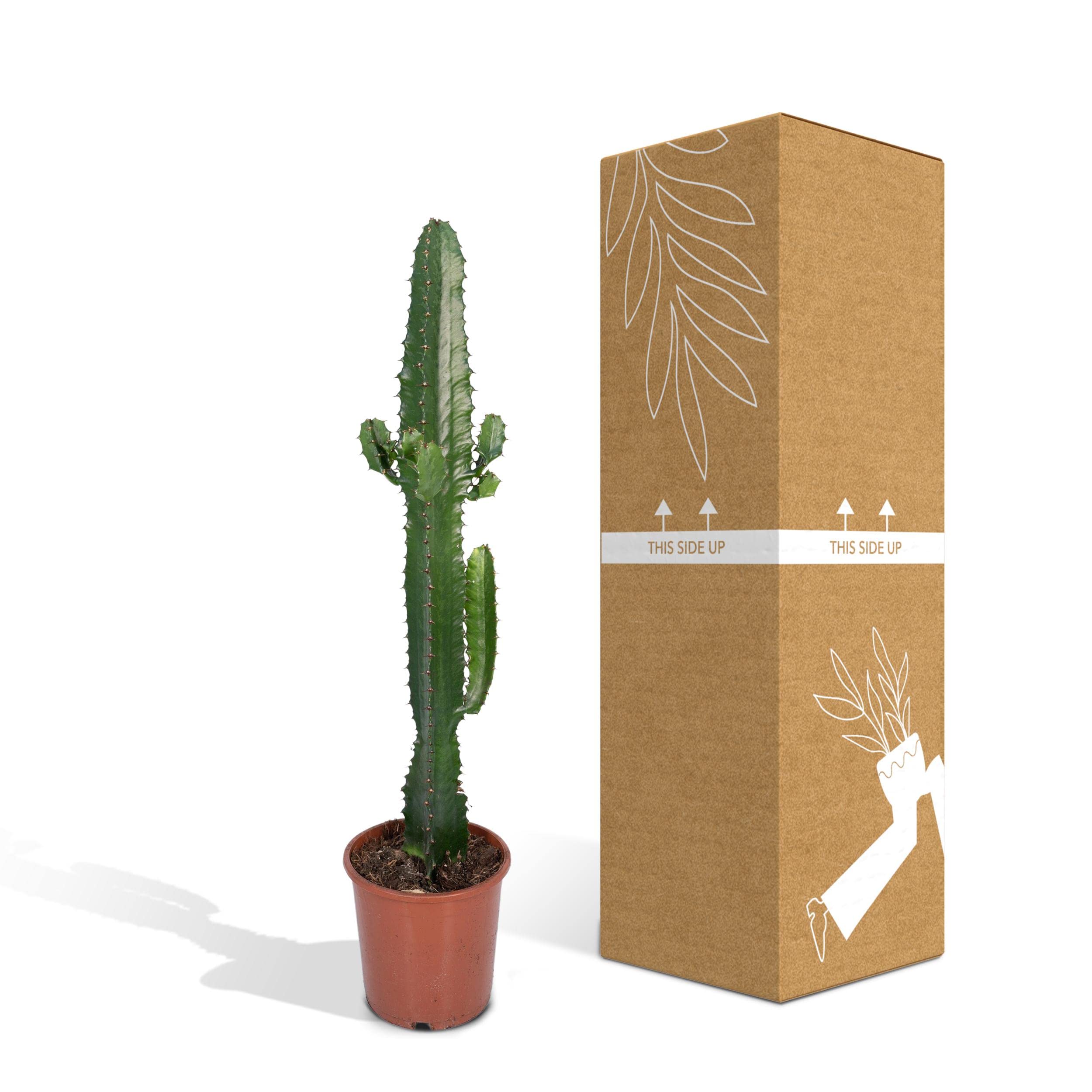 Westernkaktus (Euphorbia Acrurensis) - Hhe: 50 cm - Kaktus von Botanicly :  Amazon.de: Garten
