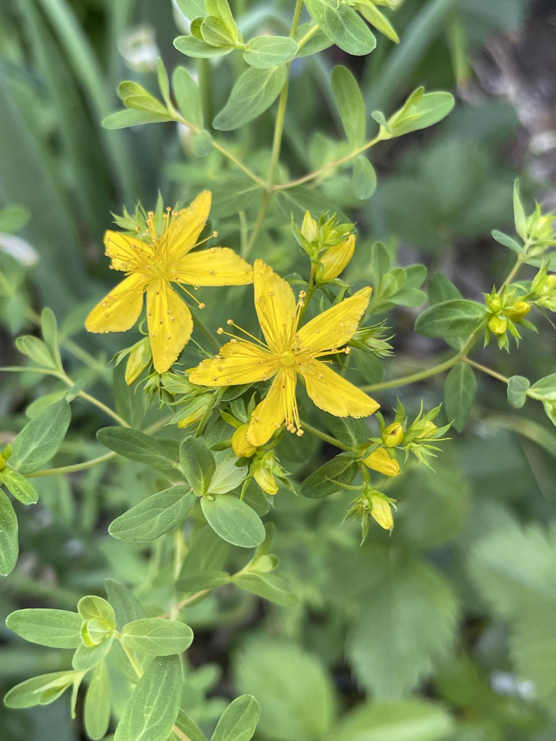 St. John’s Wort 200 Seeds - 3