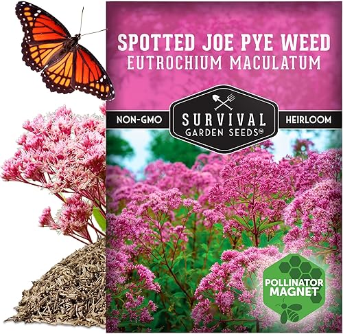 Miniatura 5 de Semillas de Jardín de Supervivencia - Semillas de Hierba de Joe Pye Manchadas para Plantar Eutrochium maculatum Imán de Mariposas Flor
