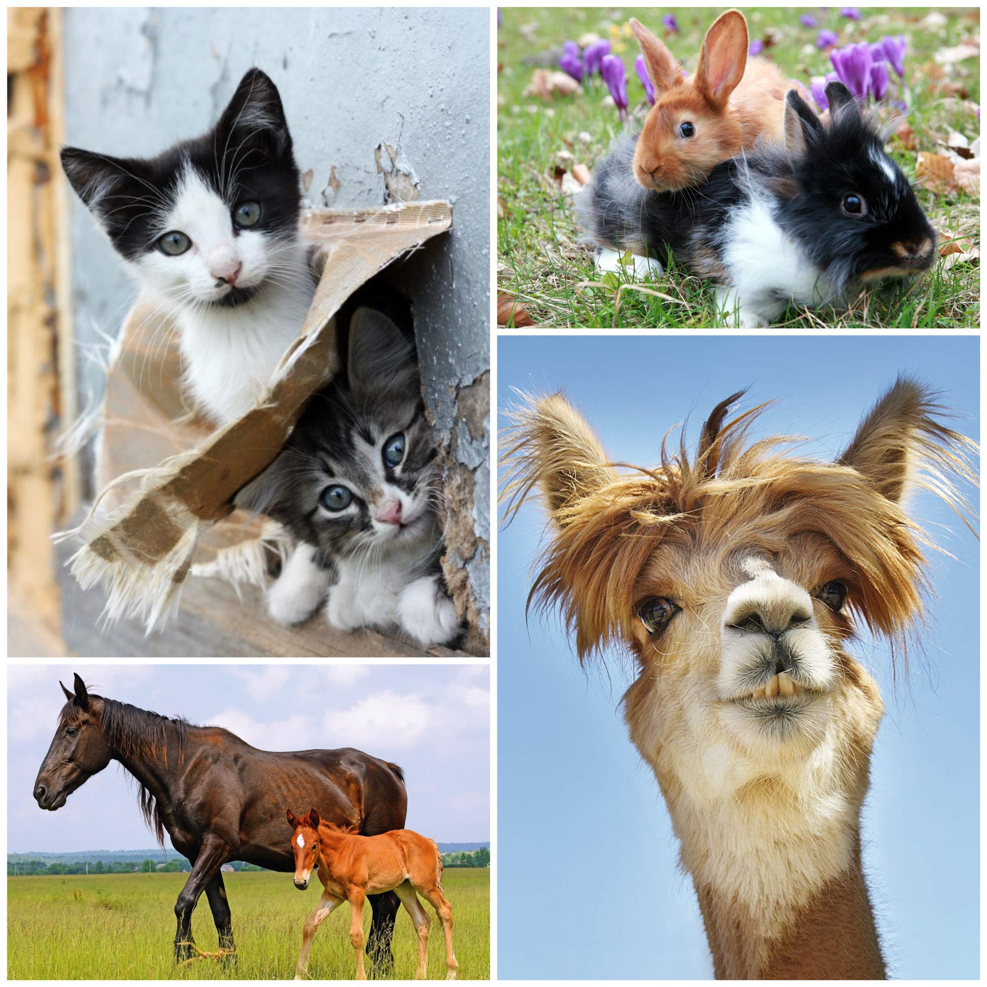 Votez Pour Le Loup, Pas Pour Les Moutons - Carte Humour