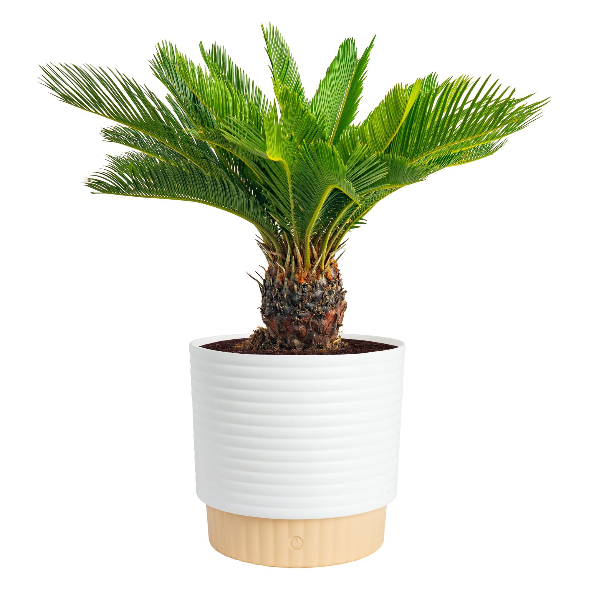 Amazon.com: Costa Farms Sago Palm Live Plant in Decorative Pot, Easy to  Maintain Large Indoor Houseplant, Perfect for Home, Room, or Office Decor,  Great House Warming or Birthday Gift, 2-3 Feet Tall :