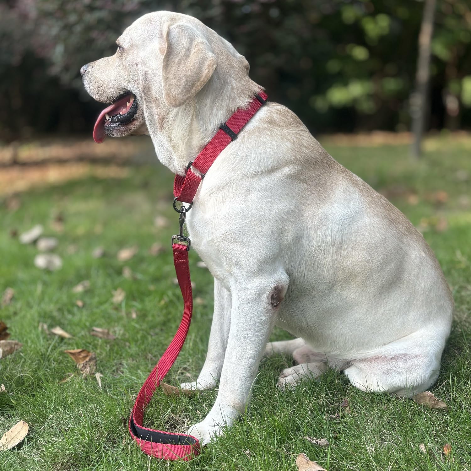 Correa de entrenamiento corto y caminante para perro con nailon resistente y mango acolchado suave (60,9 cm, chili pimienta)
