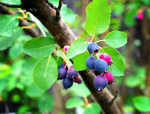 50 semillas de saskatoon serviceberry para plantar Amelanchier alnifolia, semillas (comestibles, color otoñal, resistentes) 50 semillas para cultivar
