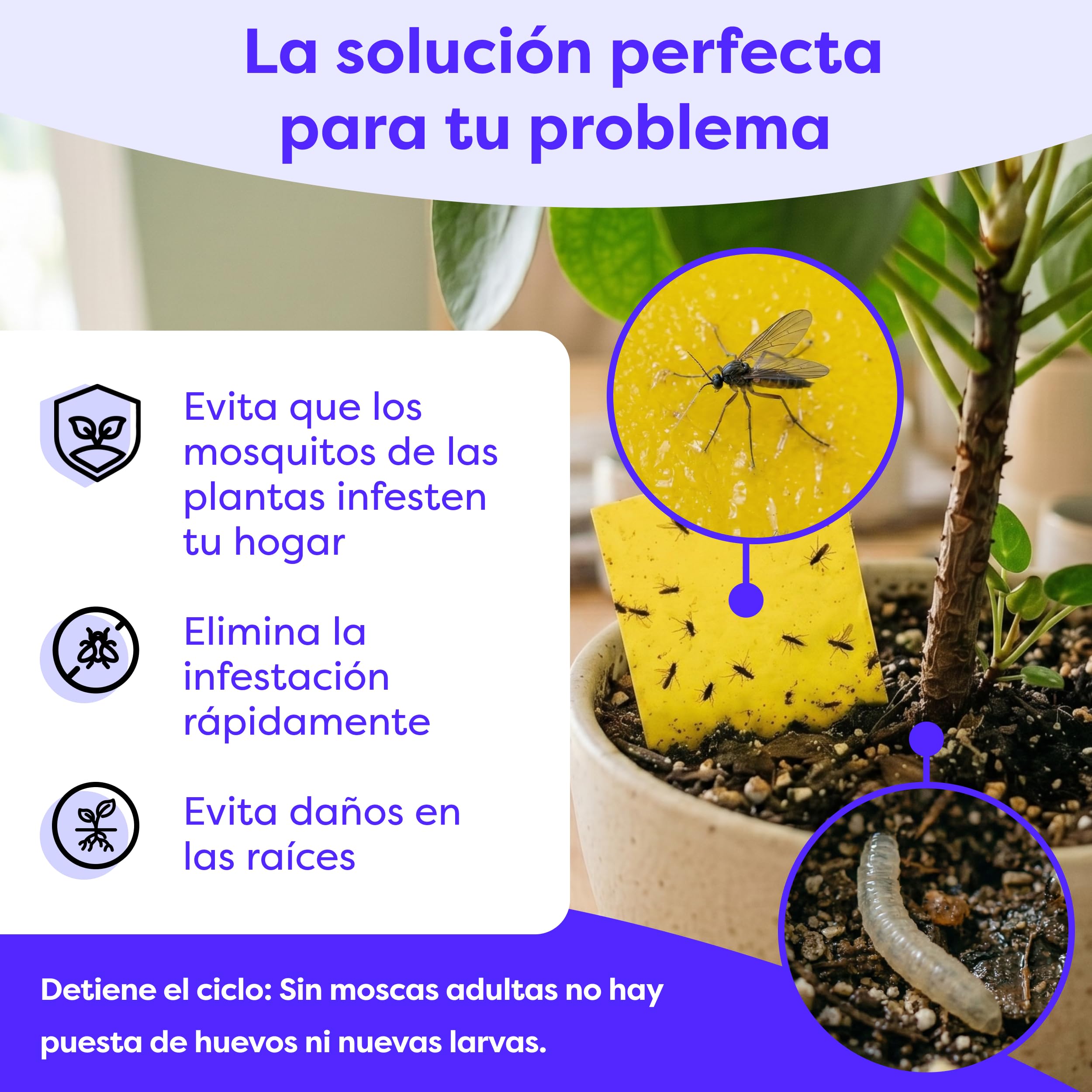 Wolkenfeld Trampa Moscas Plantas 60 Piezas Pegatinas – Trampas Amarillas para Insectos, Atrapa Mosquitos Adhesivo Doble Cara, Sin Insecticida – Interior, Macetas y Invernadero – Made in Germany