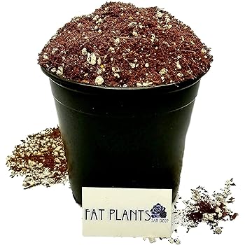 eb stone cactus soil