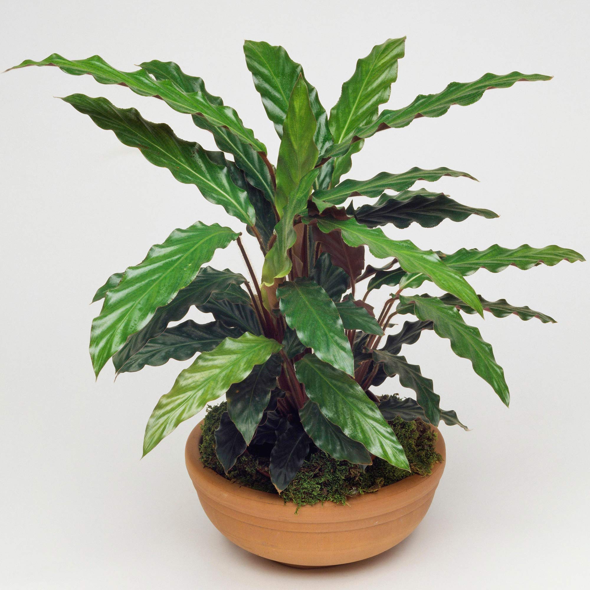1 x Calathea Elgergrass Air Purifying Potted Indoor Houseplant 30-40cm with Pot