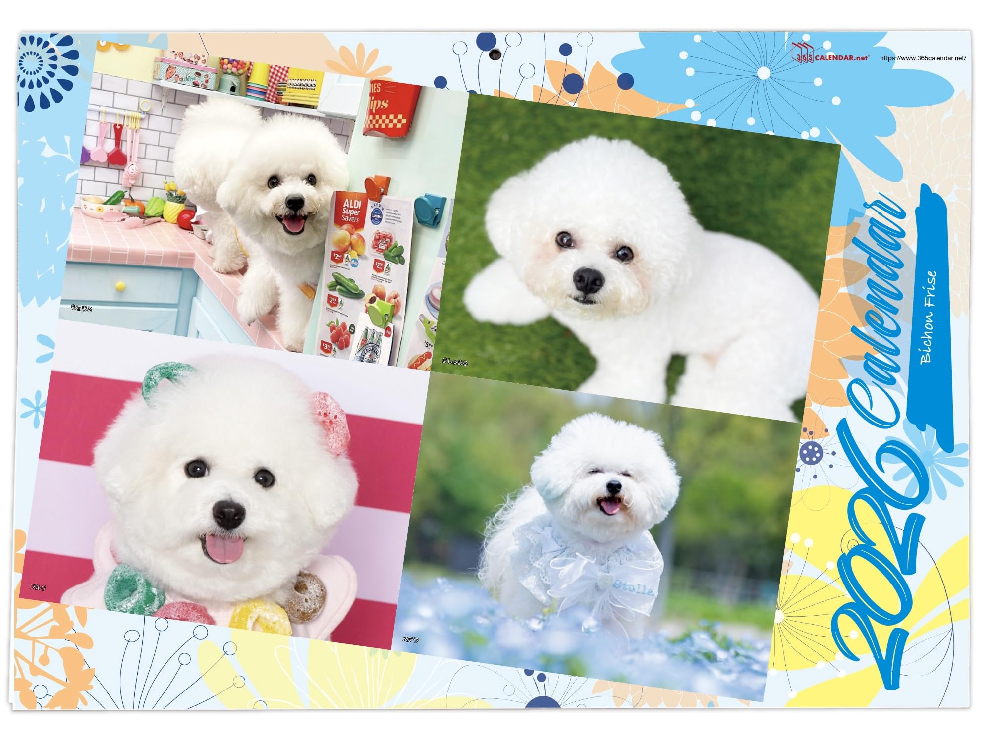 Amazon | 365カレンダー 2026年 ビションフリーゼ 壁掛け 卓上