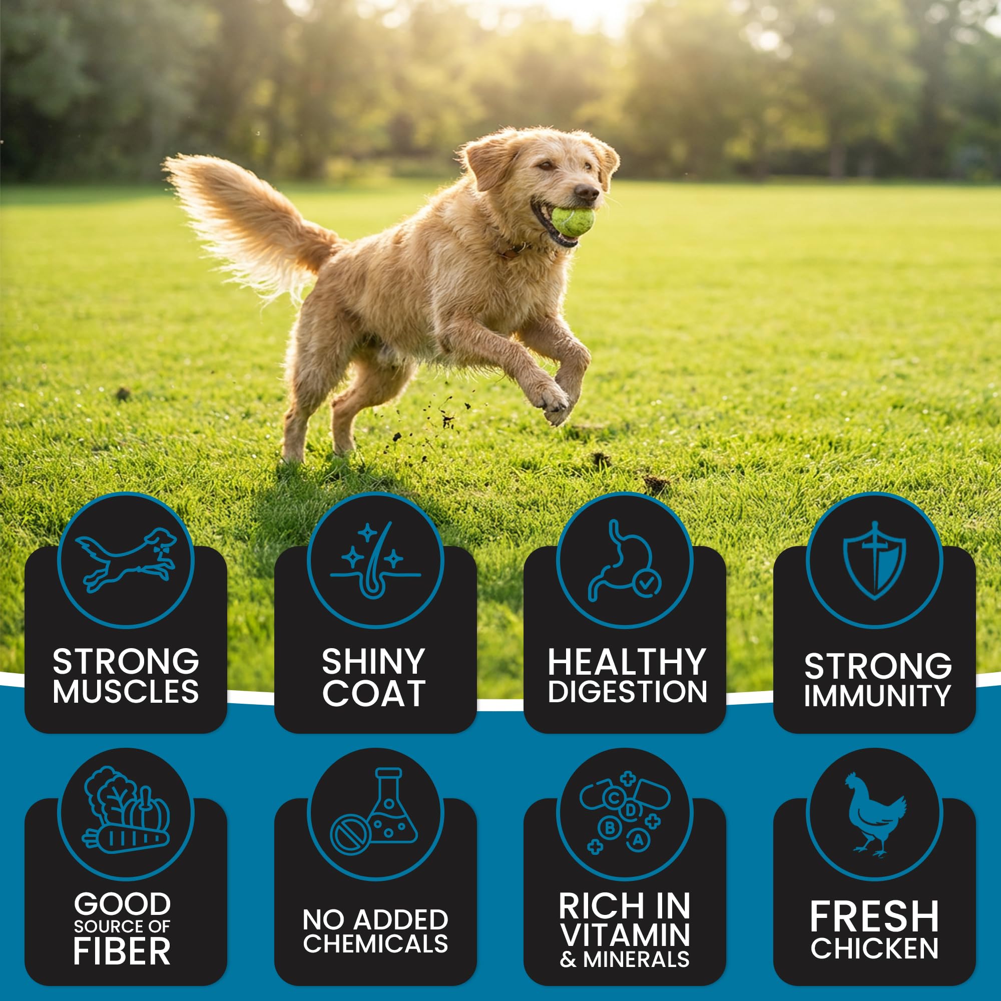 Dr.Pets Super Dawg Adult Dog Food | with Chicken & Vegetable Formula | High Protein 24% & Healthy Fats 12% | Omega 3, 6 & Collagen for Strong Muscles, Shiny Coat & Easy Digestion 10Kg Pack 1