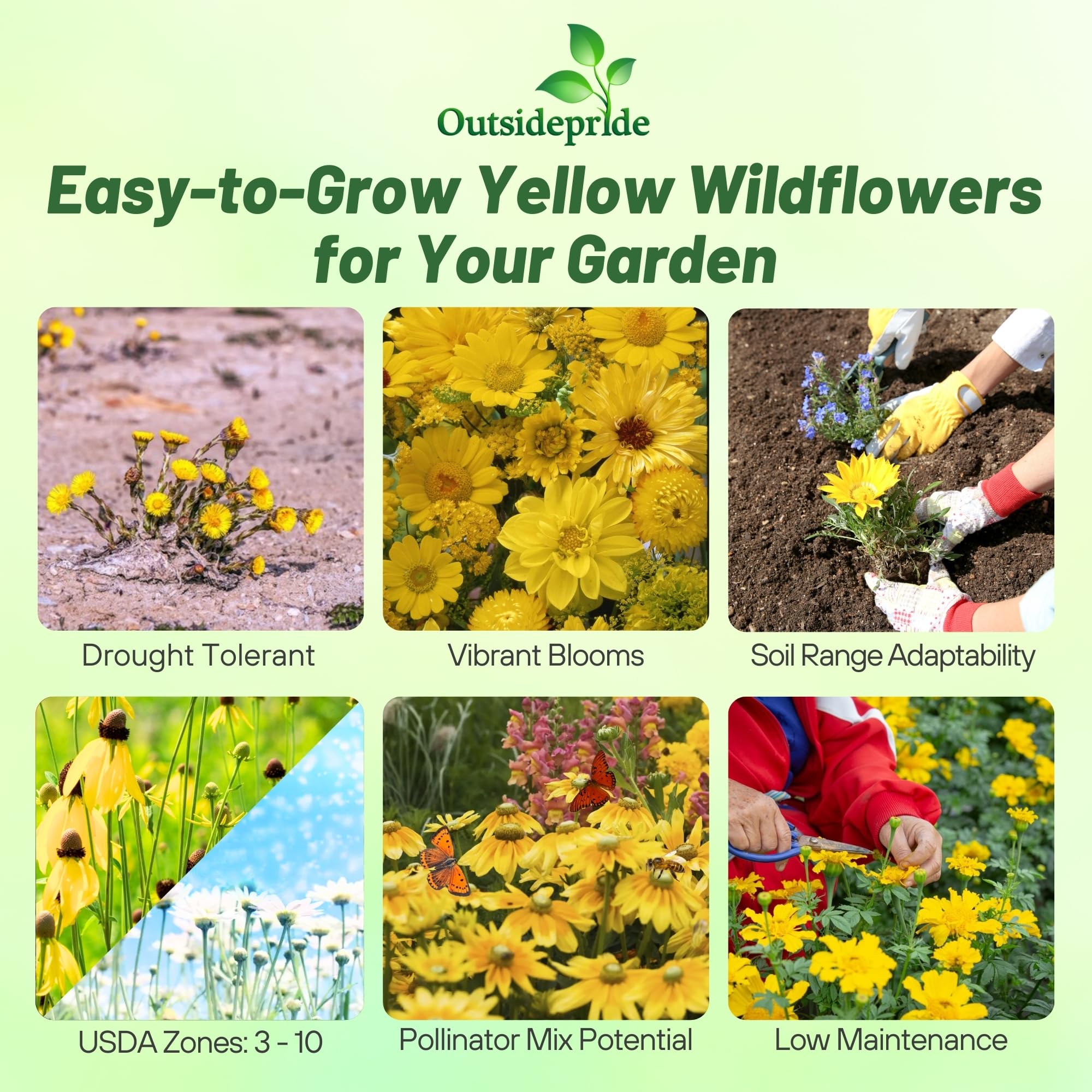 Amazon.com : Outsidepride Yellow Color Shades Mix Wildflower Seeds - 5000  Pcs Annual Easy to Grow, Low Maintenance, Self-Seeding Flower Seeds  w/Vibrant Blooms for Pollinator-Friendly Gardens, Containers & Borders :  Patio, Lawn