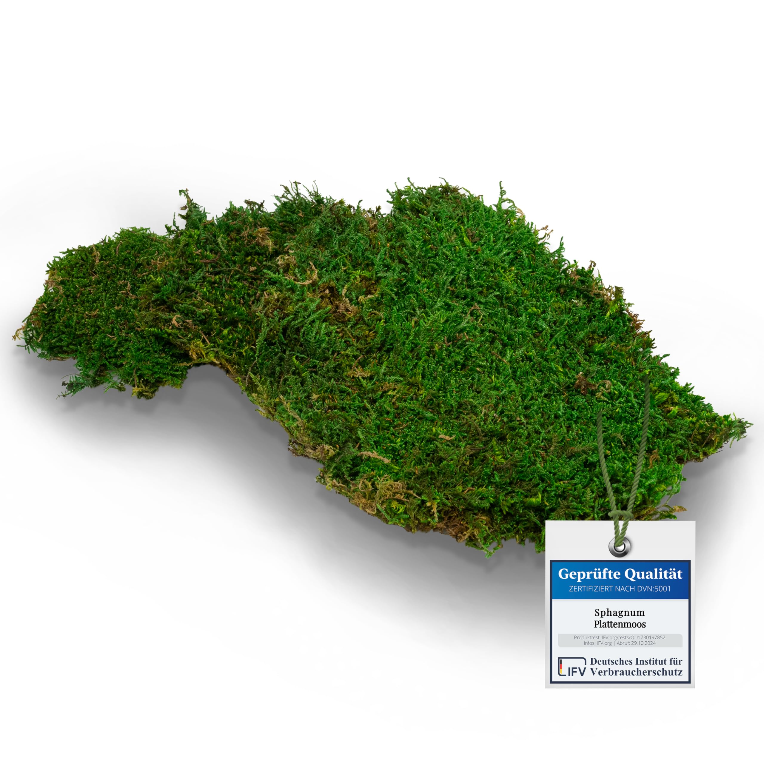 Sphagnum-Shop Plattenmoos konserviert Dekomoos Premium Qualität Grün 750g | Moos für Moosbilder, Moos Deko, DIY Moosmatten oder Moos zum basteln