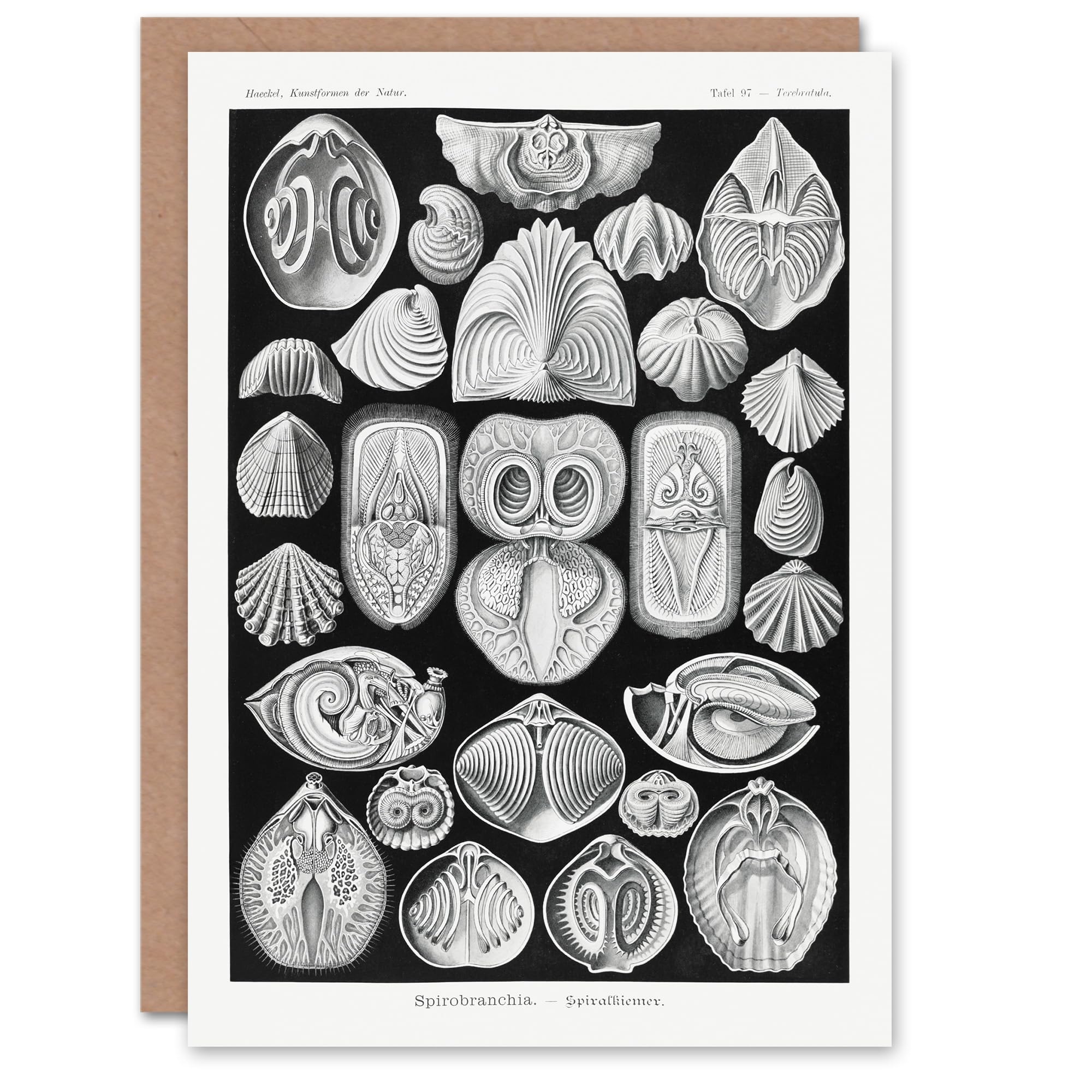 Artery8 Ernst Haeckel Art Card Spirobranchia Vintage Marine Life Illustration