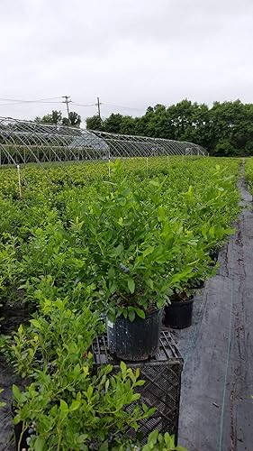 Miniatura 3 de Bushel and Berry - Vaccinium cor. Glaseado de arándano, patriota, Patriot